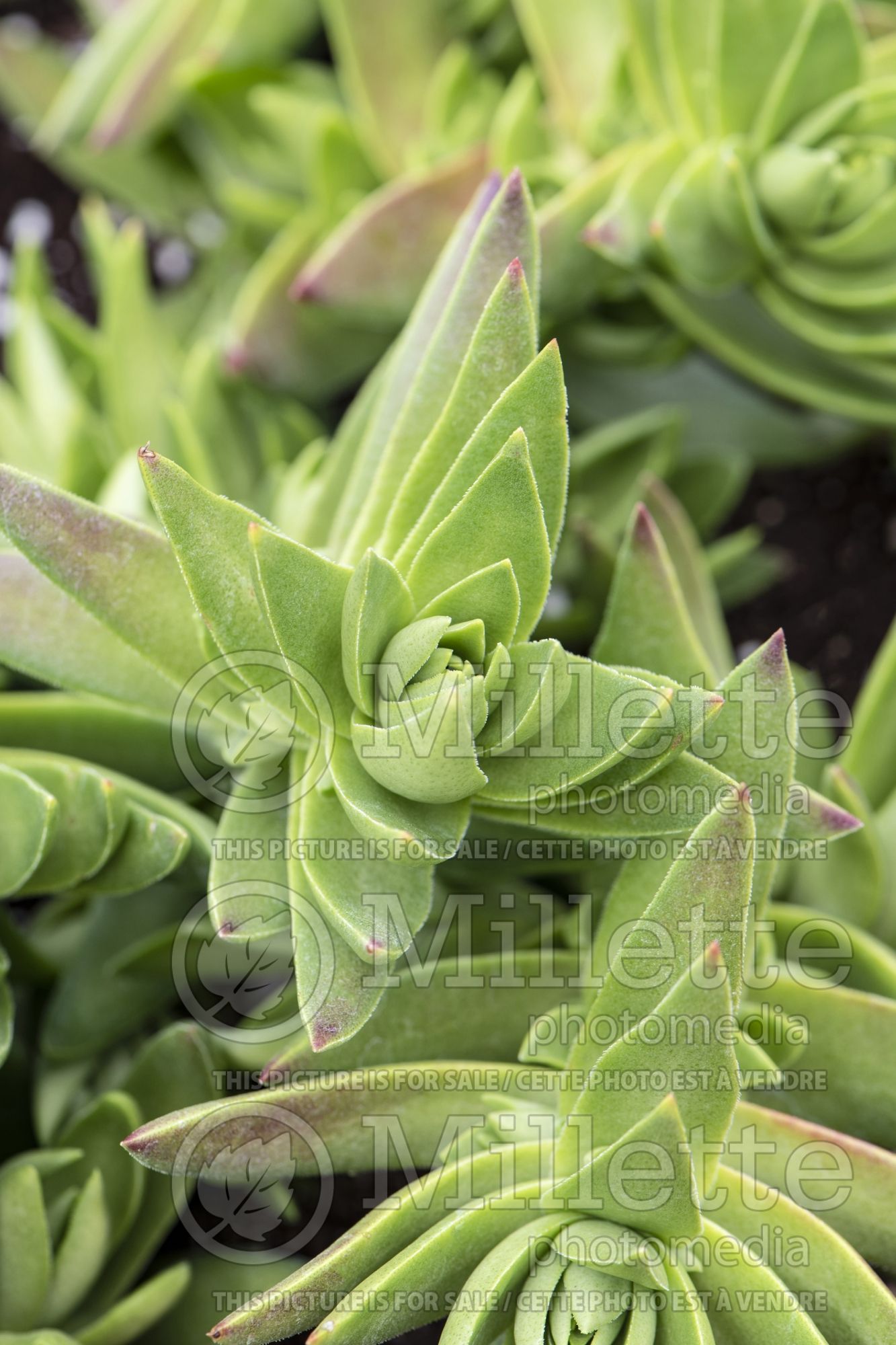 Crassula Shark's Tooth (Crassula succulent) 1