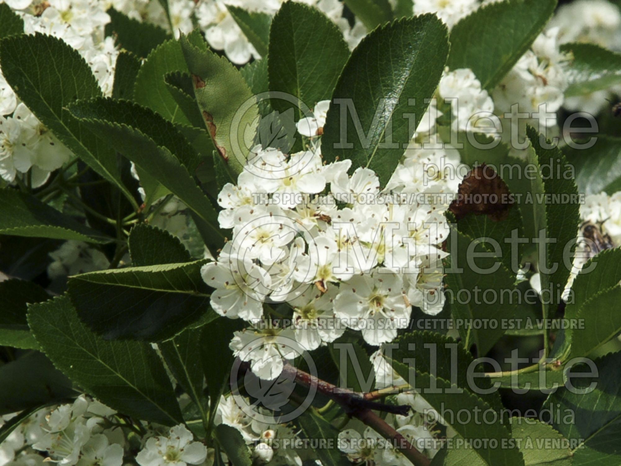 Crataegus crus-galli (cockspur thorn) 10
