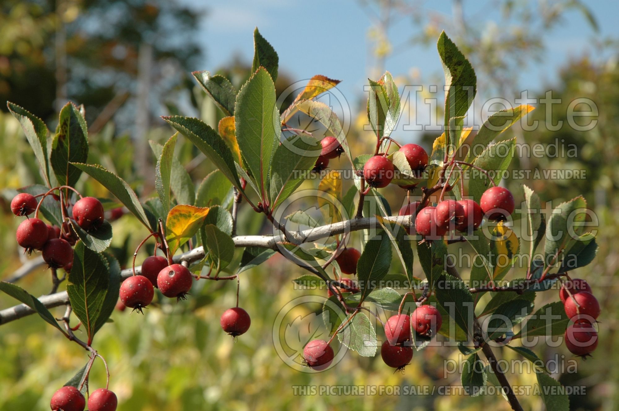 Crataegus Crusader aka Cruzam (hawthorn) 7