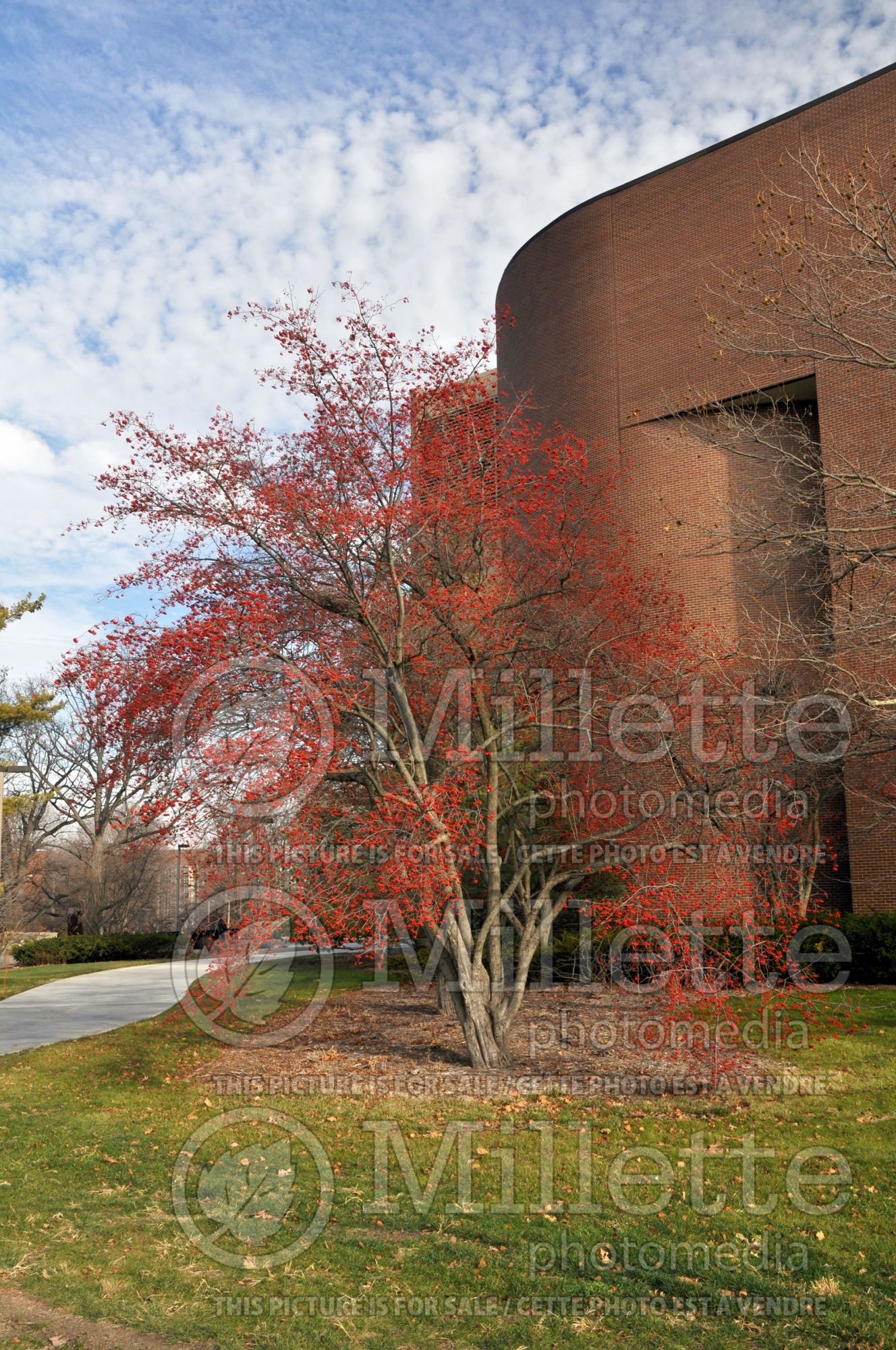 Crataegus phaenopyrum (Washington hawthorn) 1