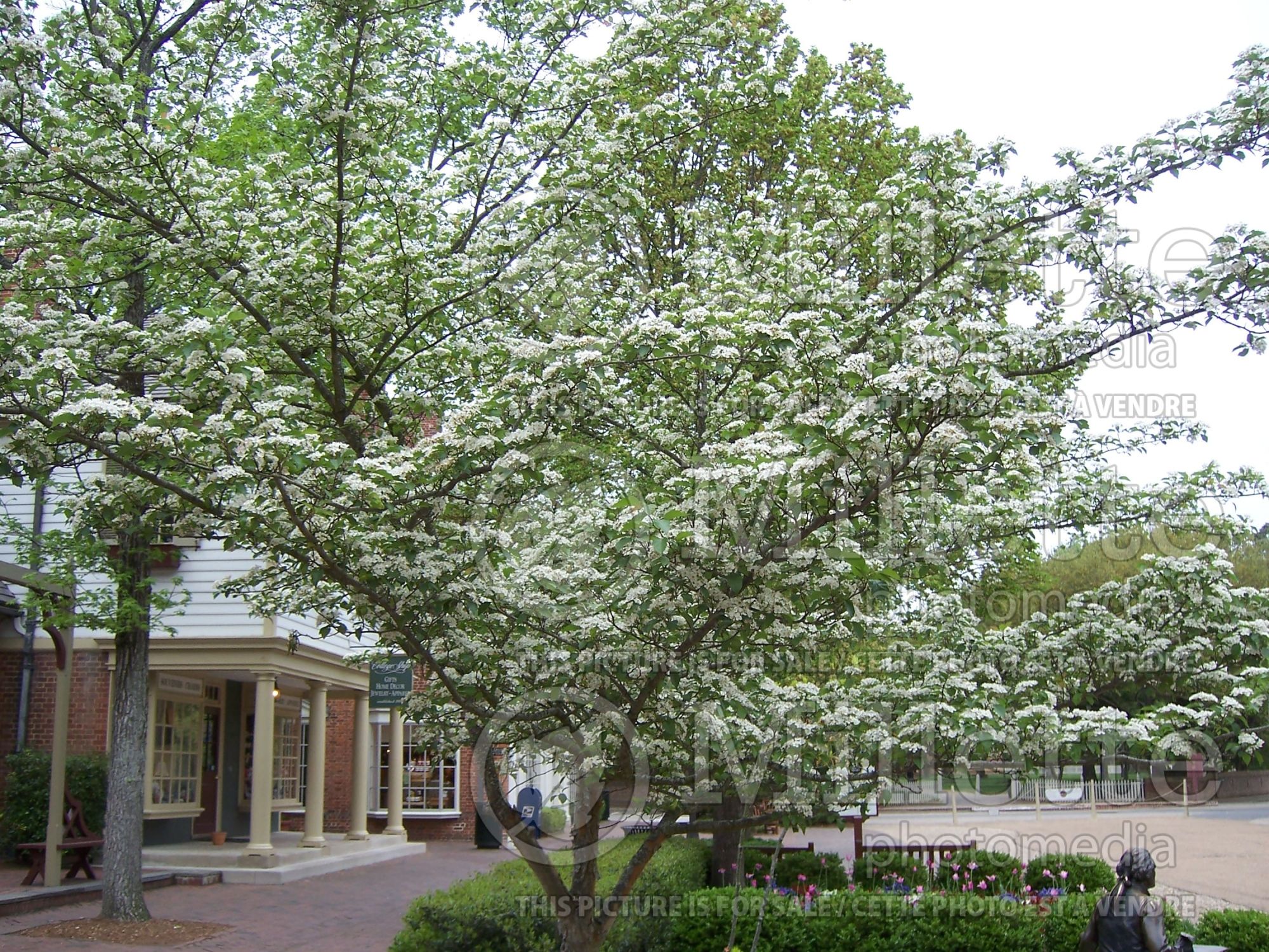 Crataegus phaenopyrum (Washington hawthorn) 4
