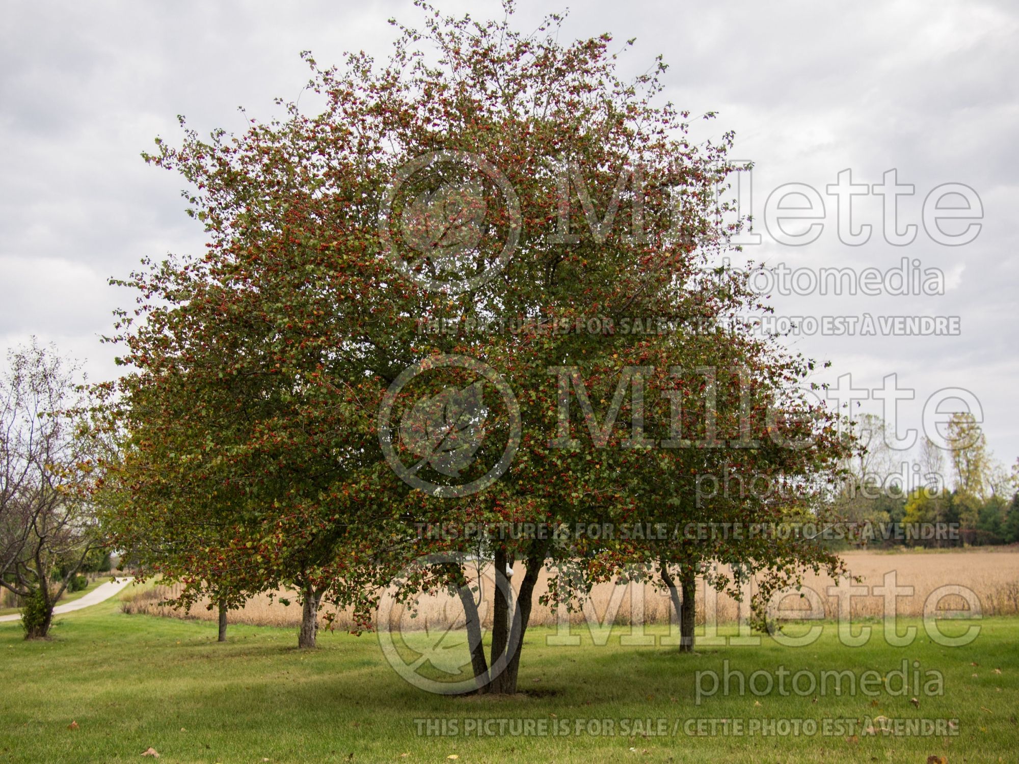 Crataegus phaenopyrum (Washington hawthorn) 6