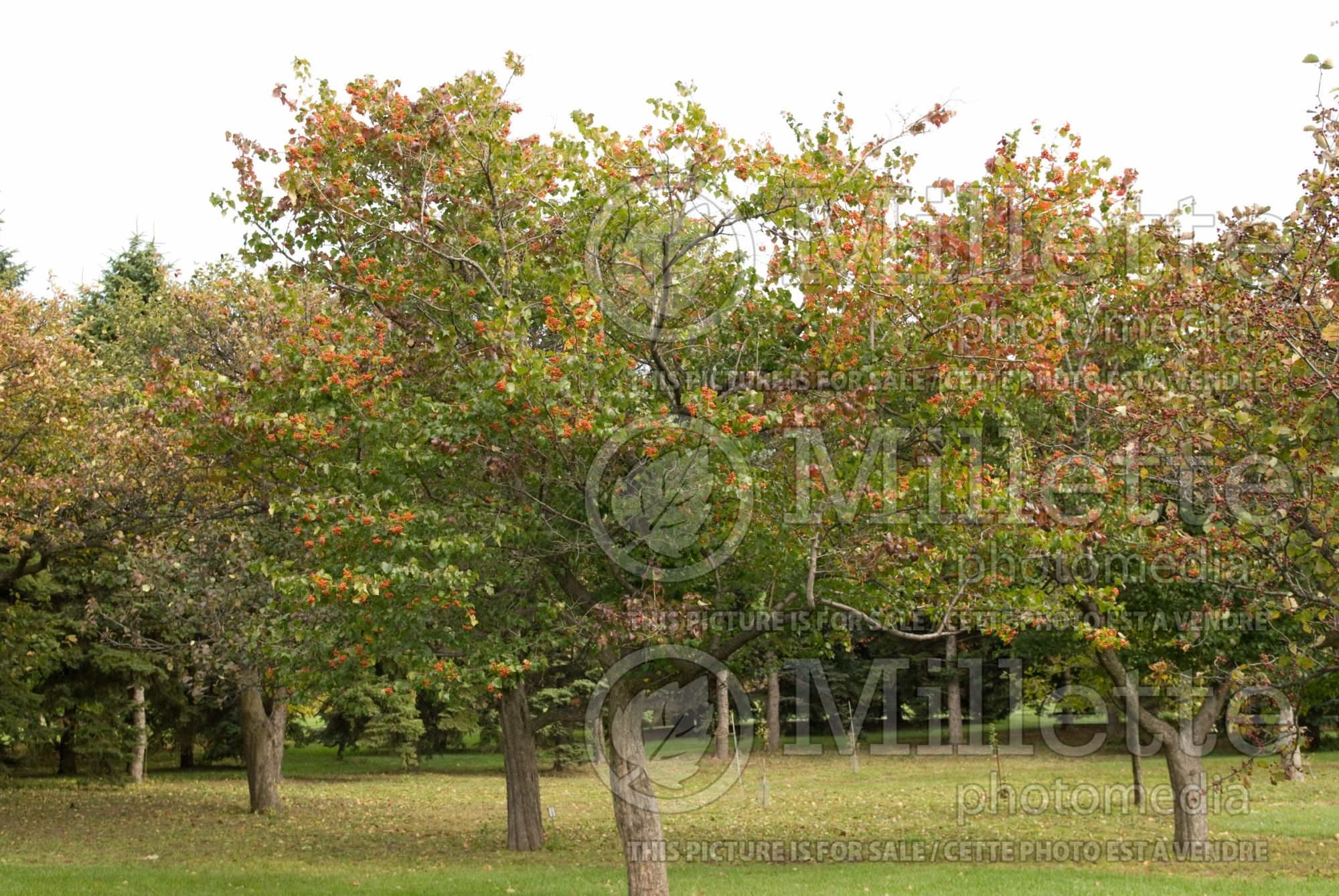 Crataegus phaenopyrum (Washington hawthorn) 3