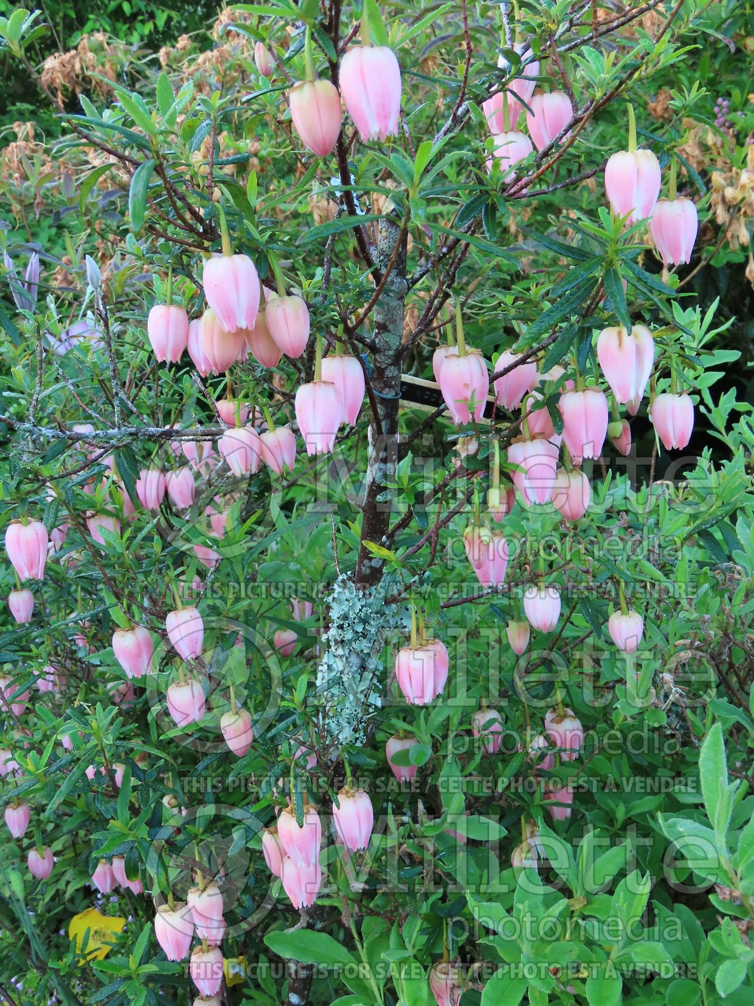 Crinodendron Ada Hoffmann (Chilean Lantern Flower) 1