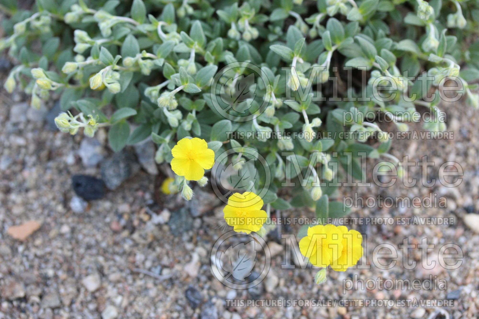 Crocanthemum aka Helianthemum canadense (Canada Frostweed) 1
