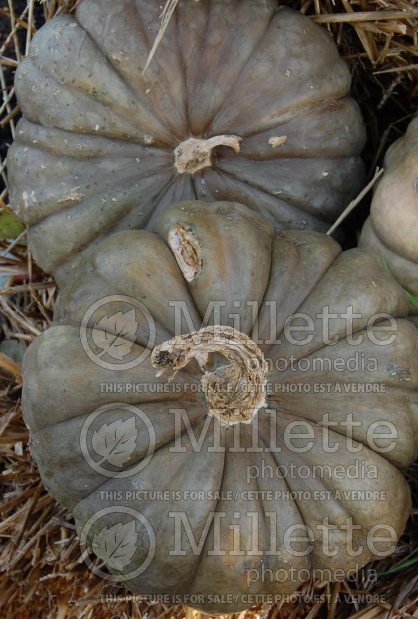 Cucurbita Queensland Blue (Pumpkin, Winter Squash) 2