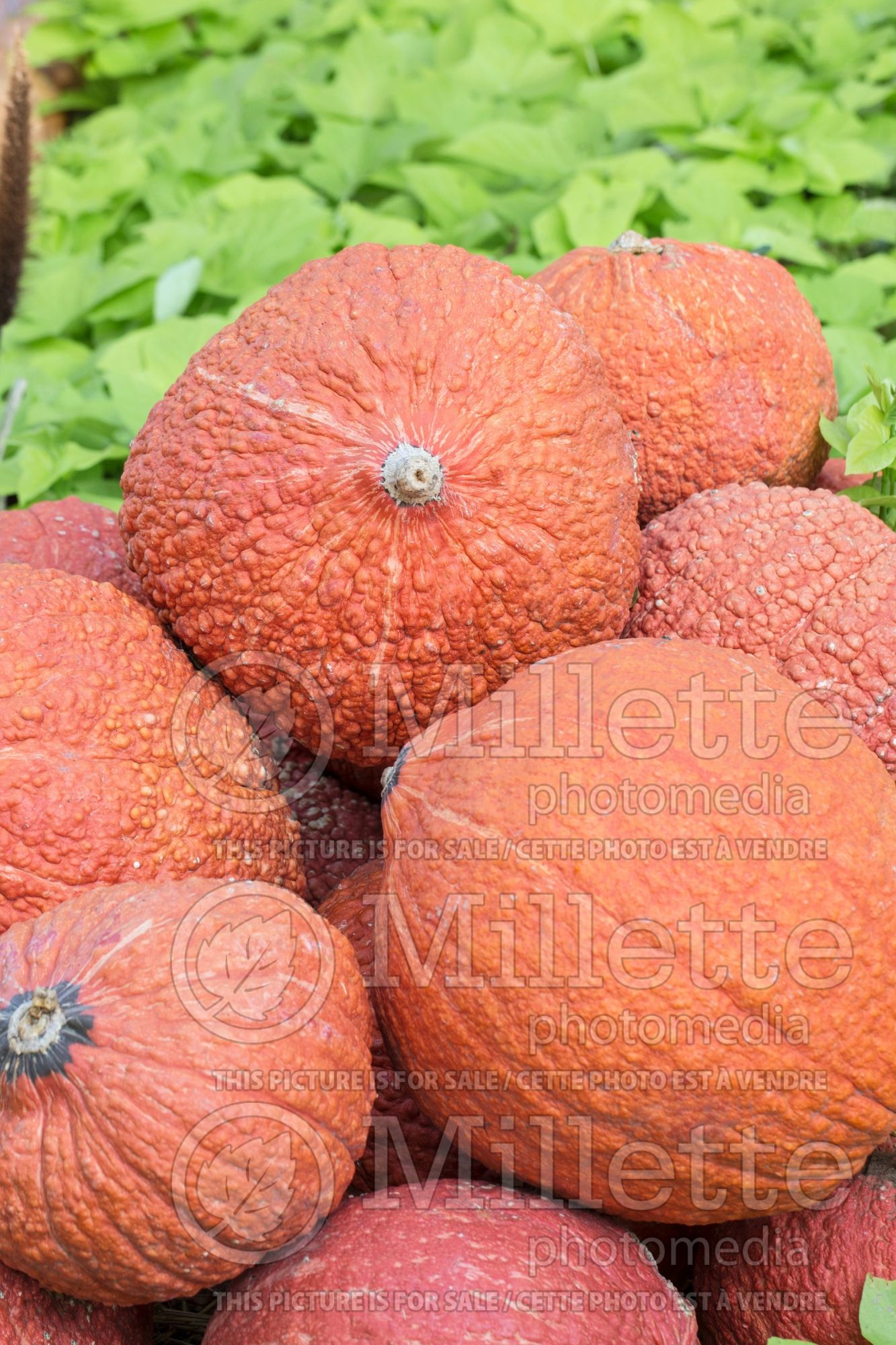 Cucurbita Red Warty Thing (Pumpkin, Winter Squash) 1