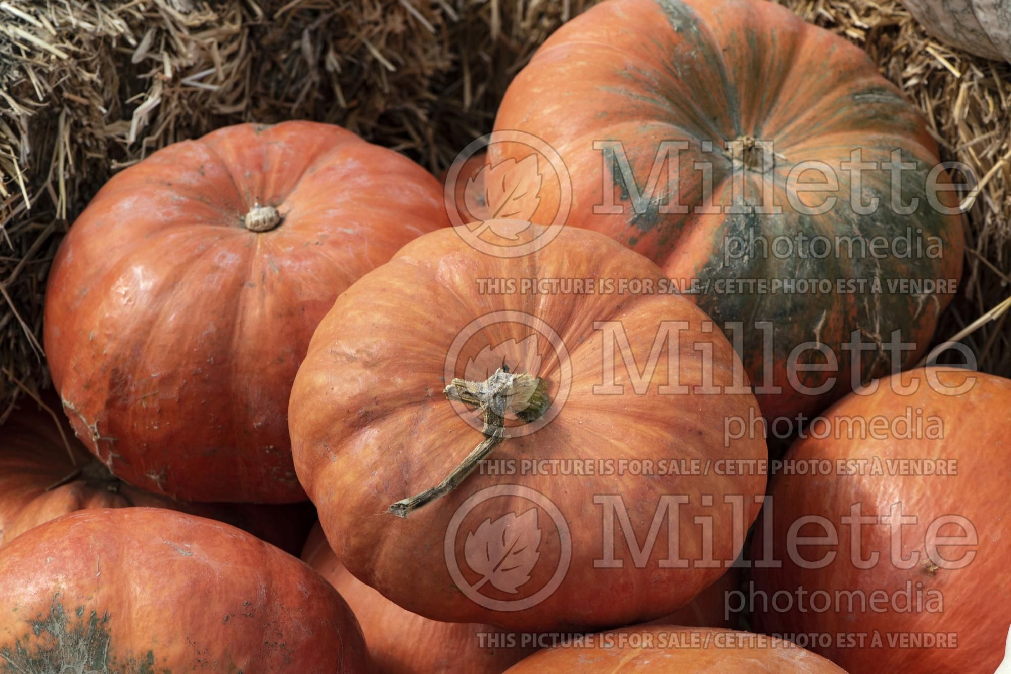 Cucurbita Ritz (Pumpkin, Winter Squash) 1