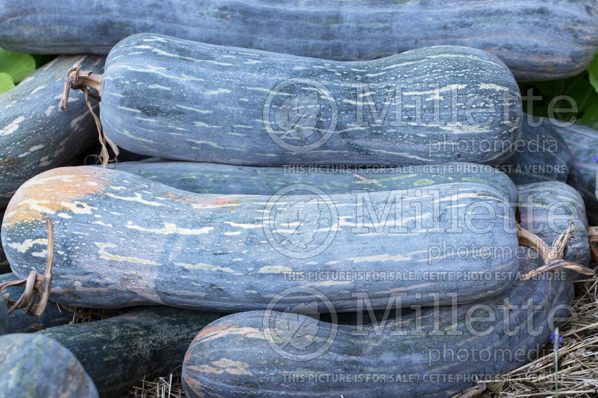Cucurbita moschata (winter squash) 2