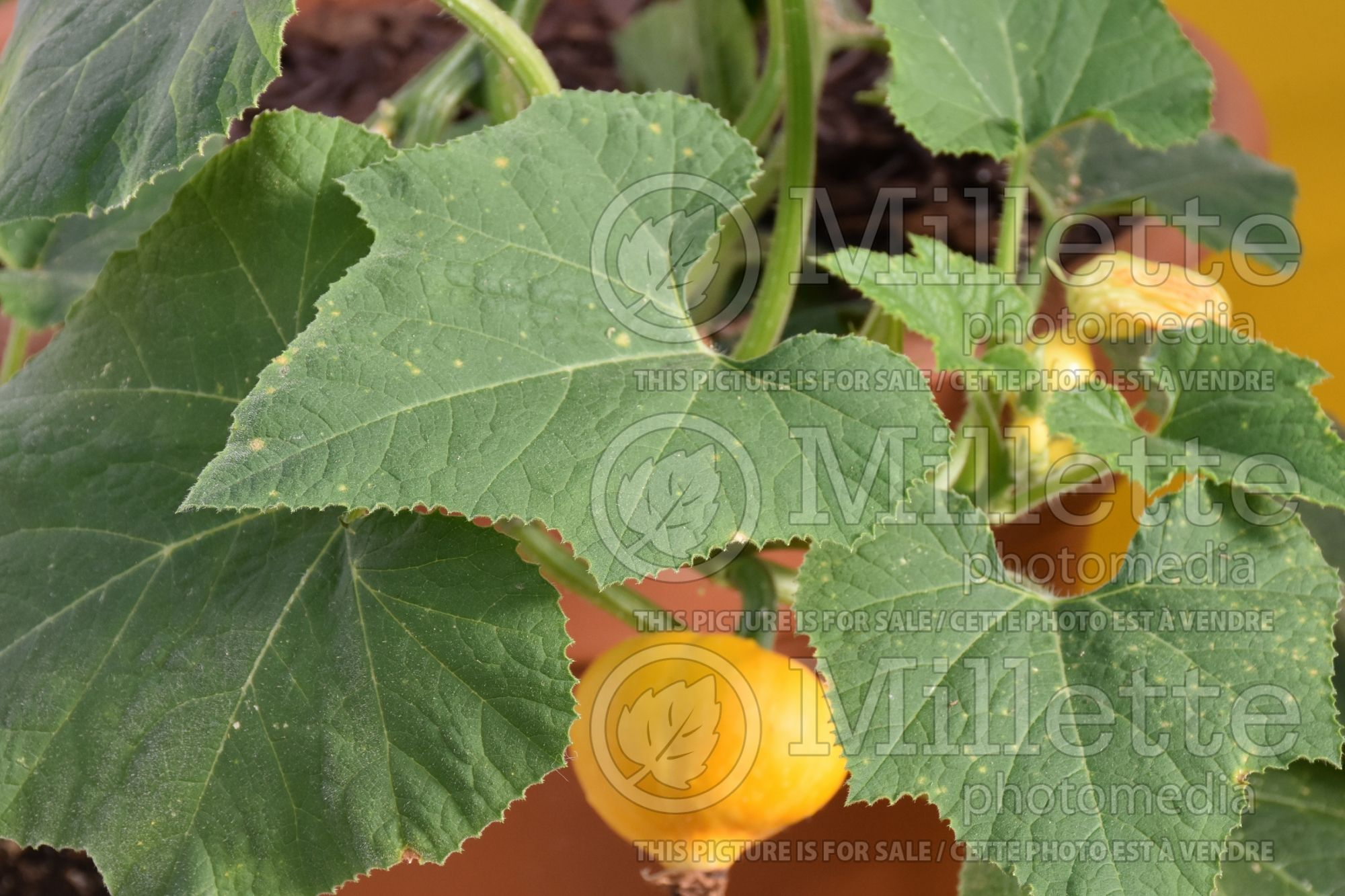Cucurbita Lemon Drop (Pumpkin, Summer Squash) 2