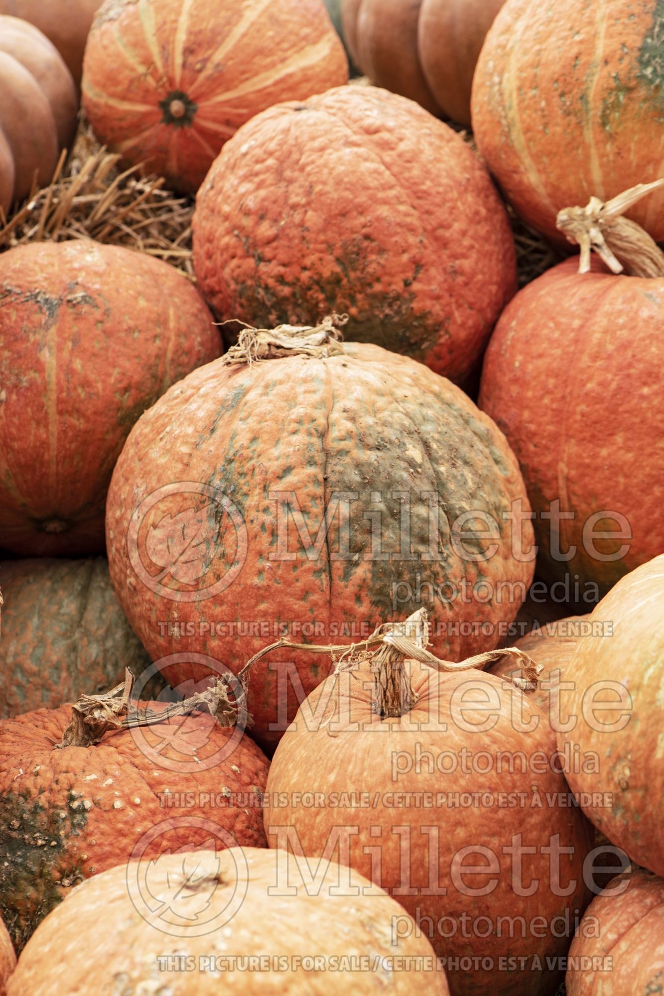Cucurbita Mr Ugly (Pumpkin, Winter Squash) 1