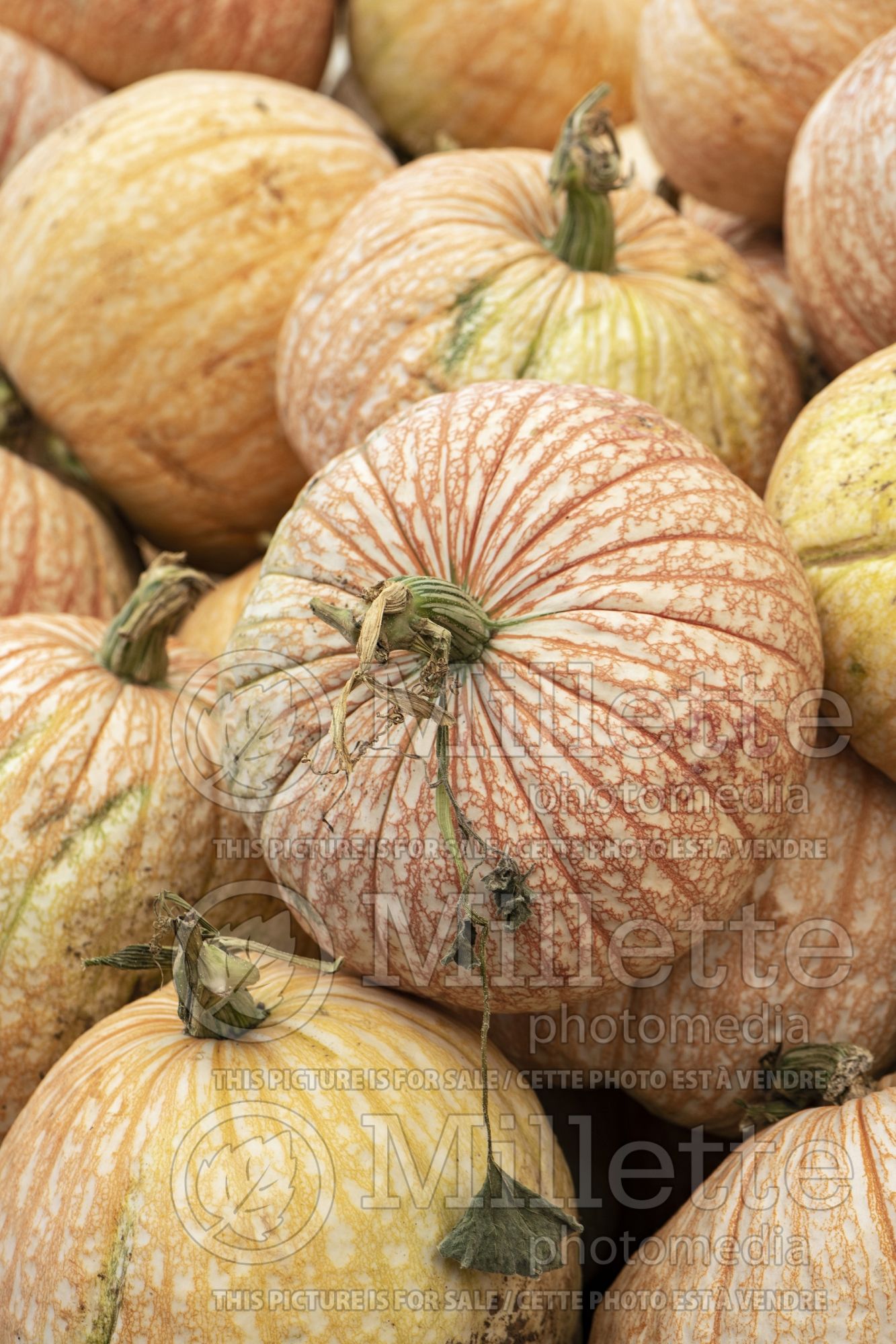 Cucurbita One Too Many (Pumpkin, Winter Squash) 1