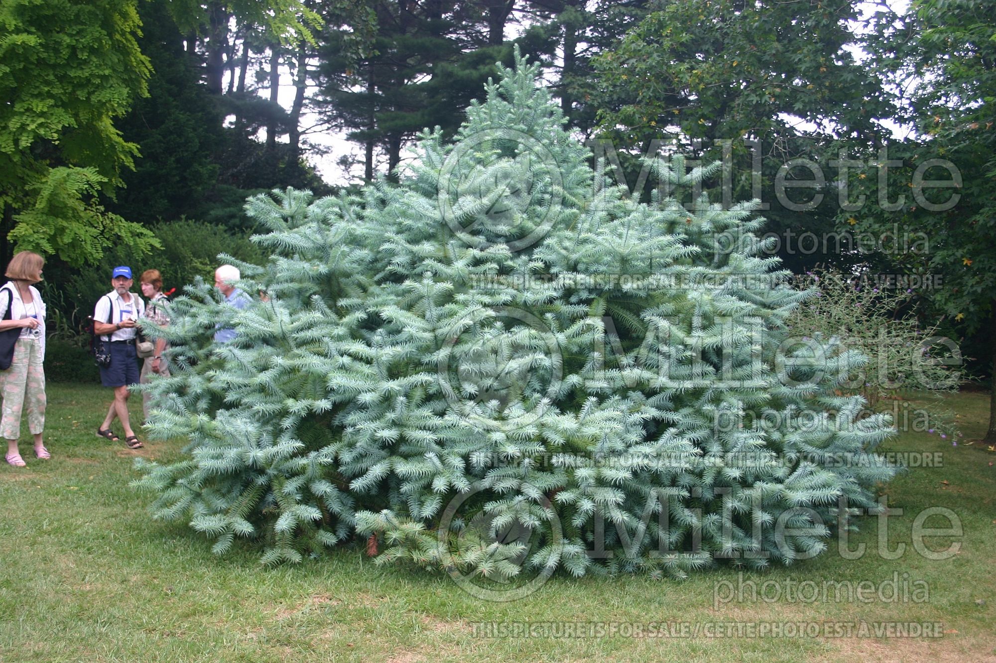 Cunninghamia Glauca (China fir) 2