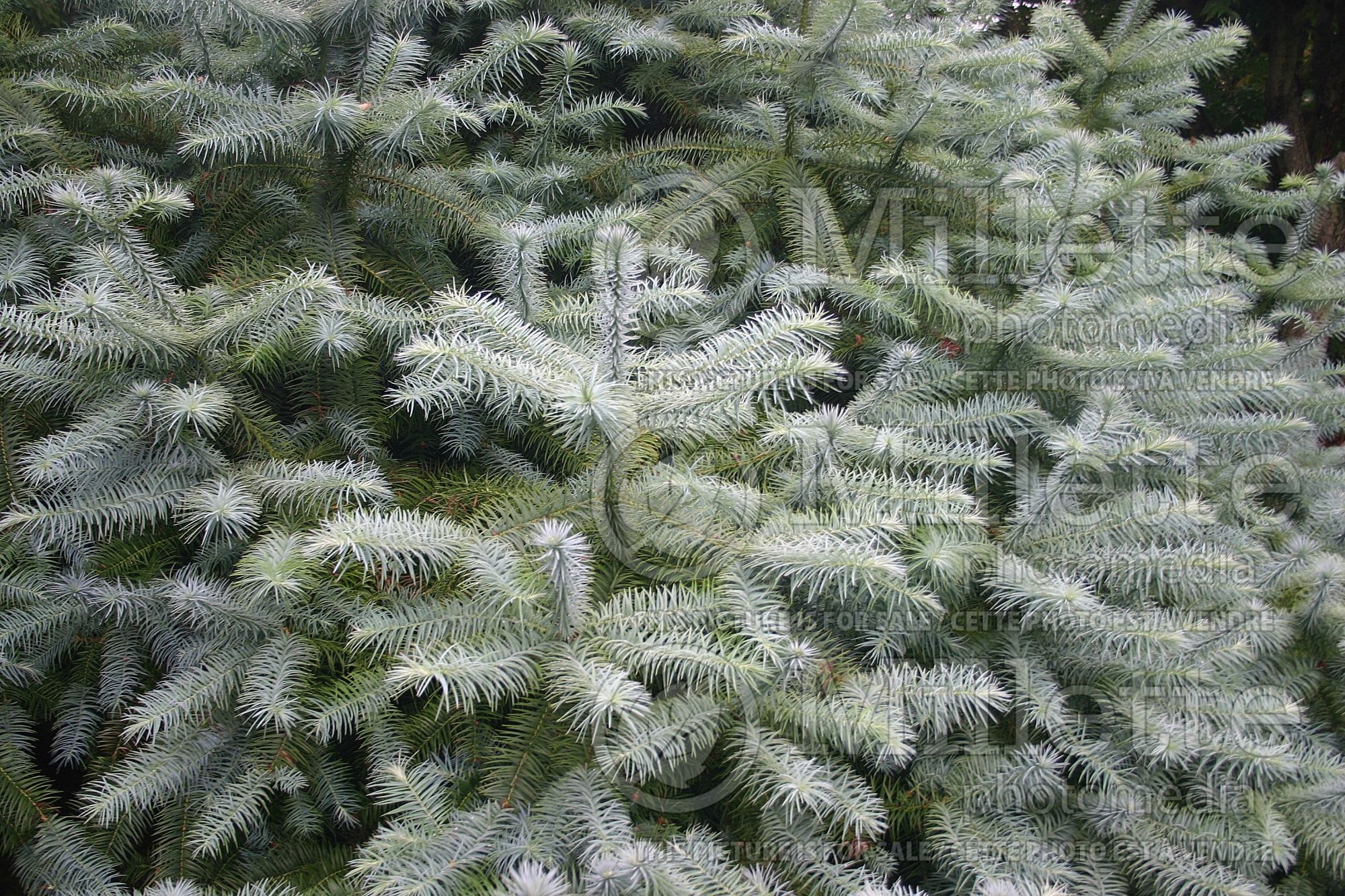 Cunninghamia Glauca (China fir) 3