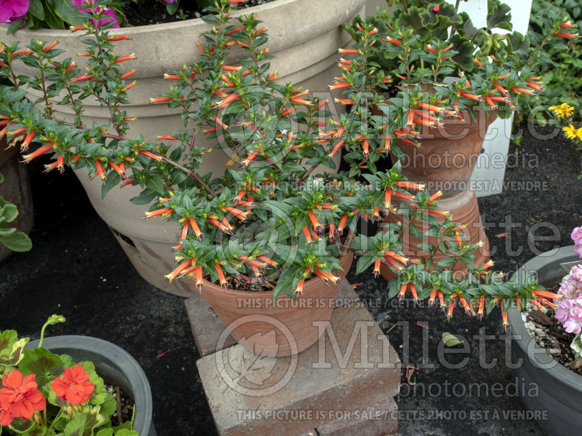 Cuphea Vermillionaire (Firecracker Plant Cuphea) 6