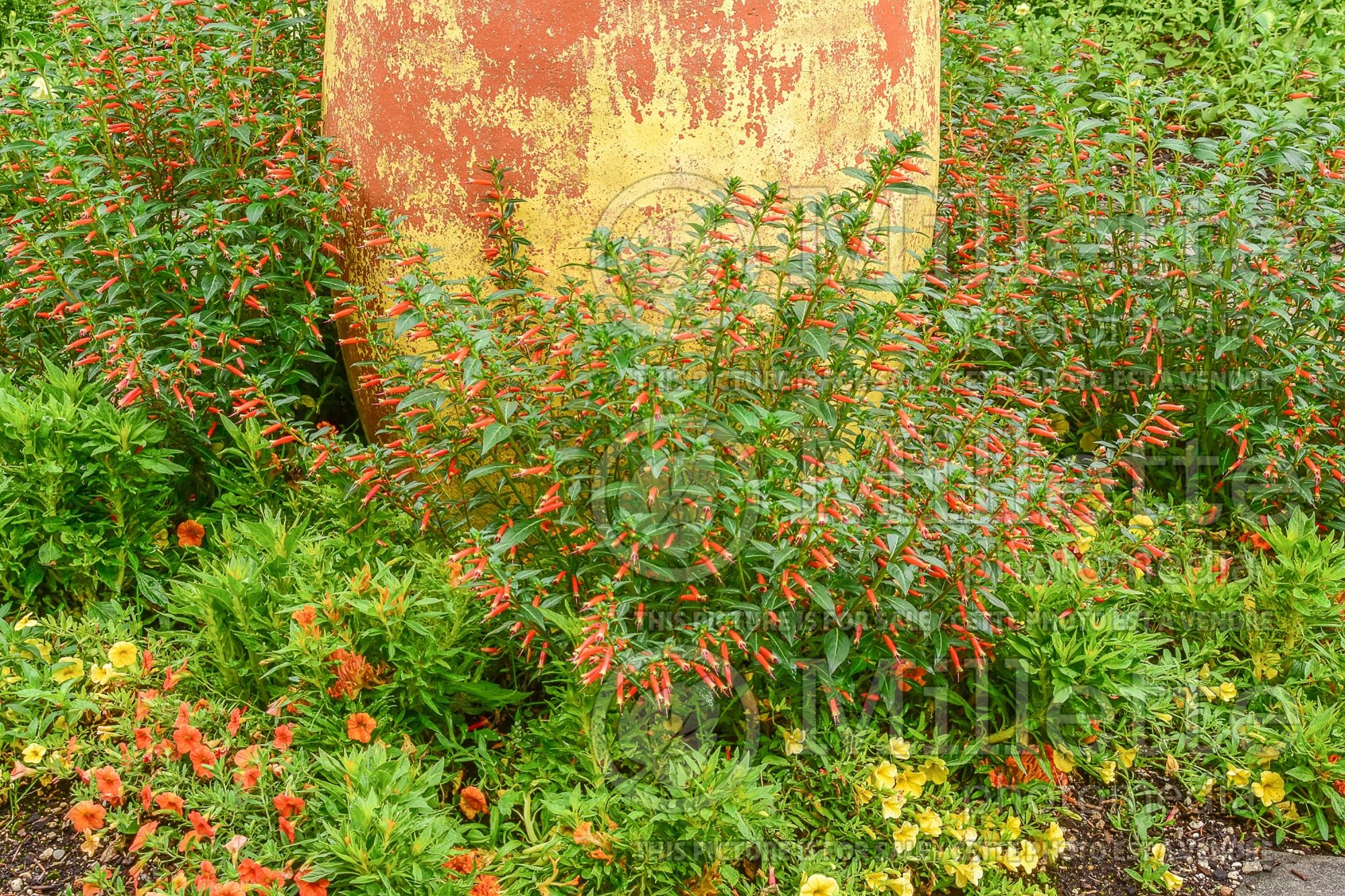Cuphea Vermillionaire (Firecracker Plant Cuphea) 8