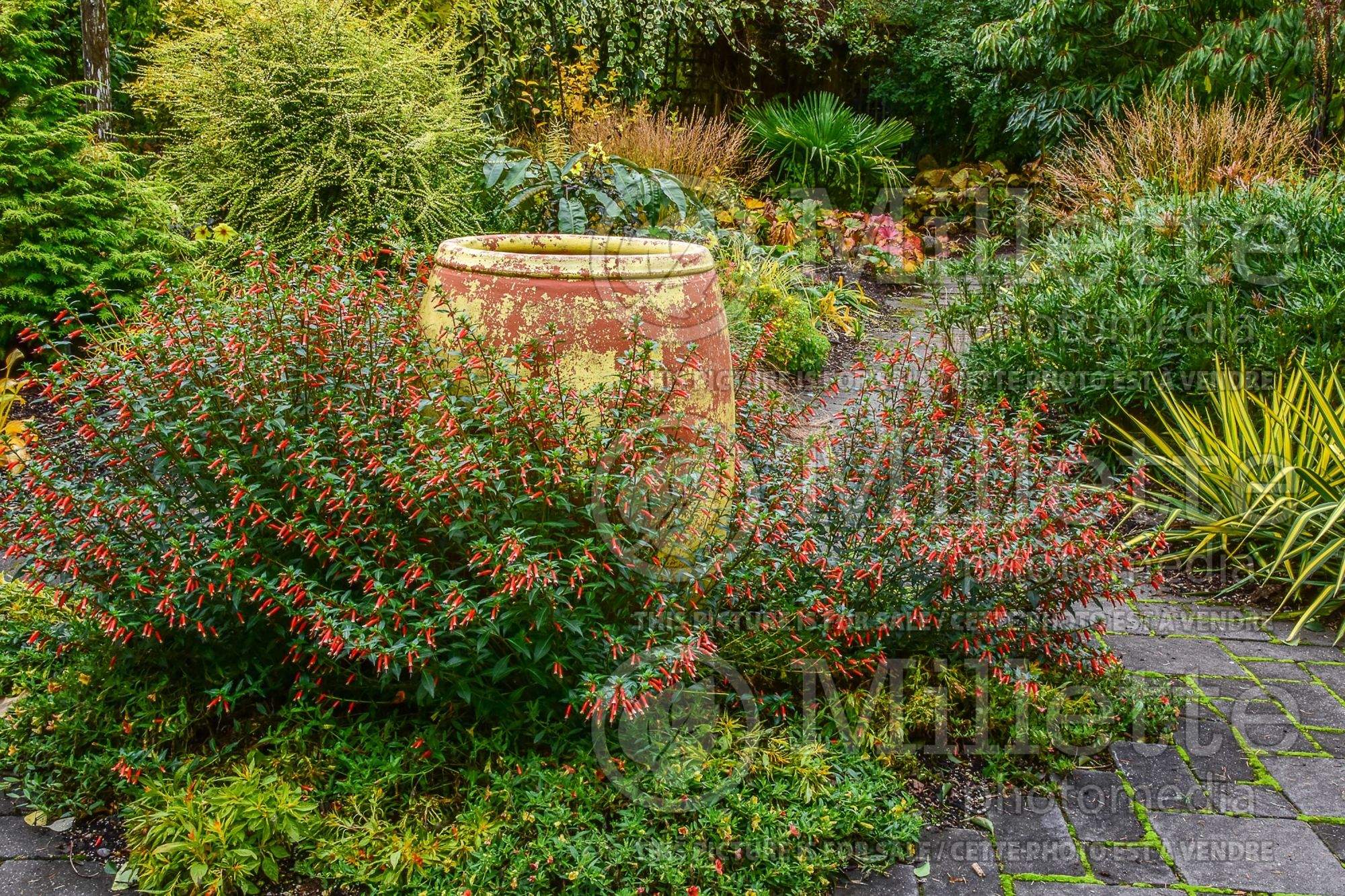 Cuphea Vermillionaire (Firecracker Plant Cuphea) 10