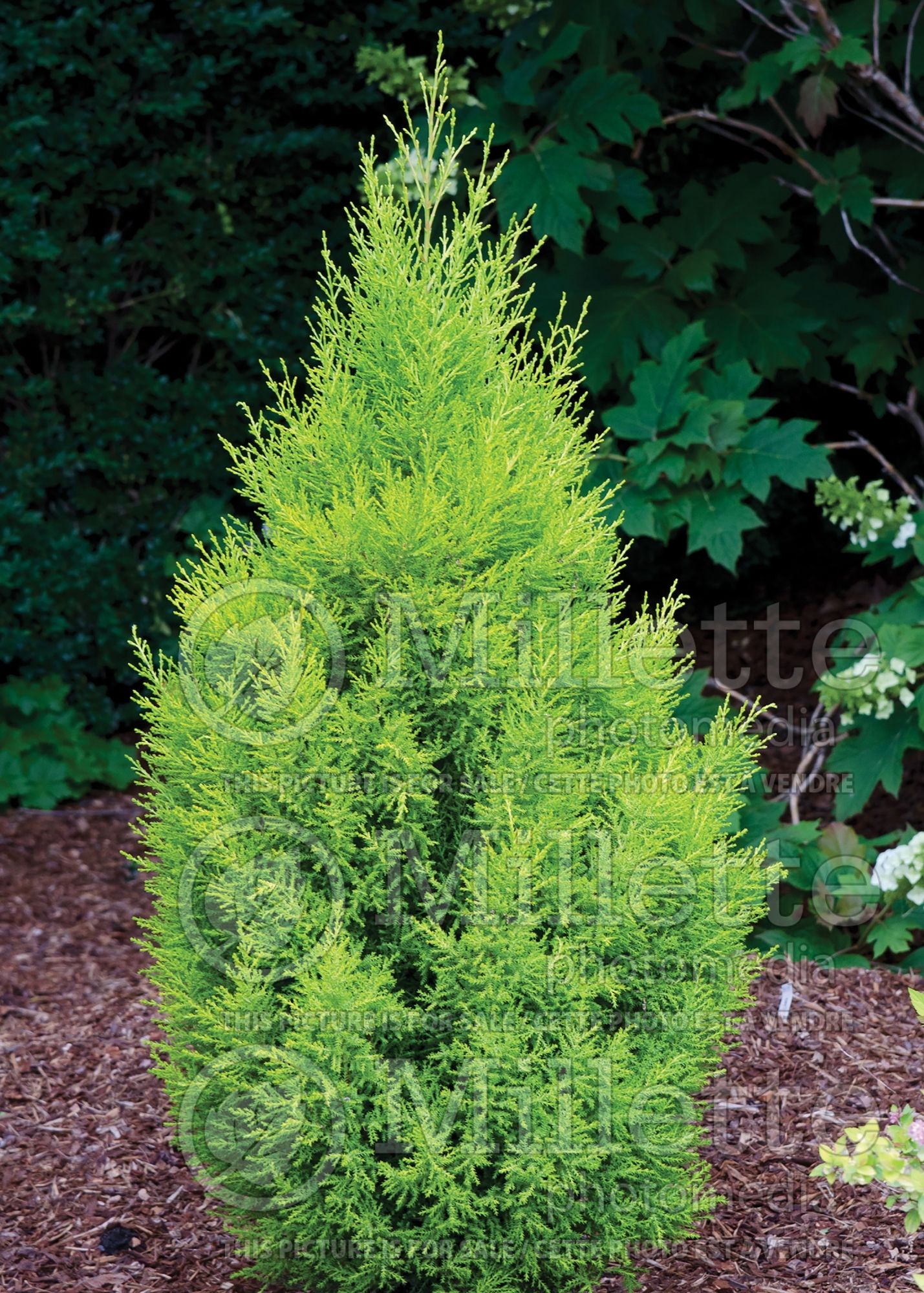 Cupressus Wilma Goldcrest (Monterey Cypress conifer) 1