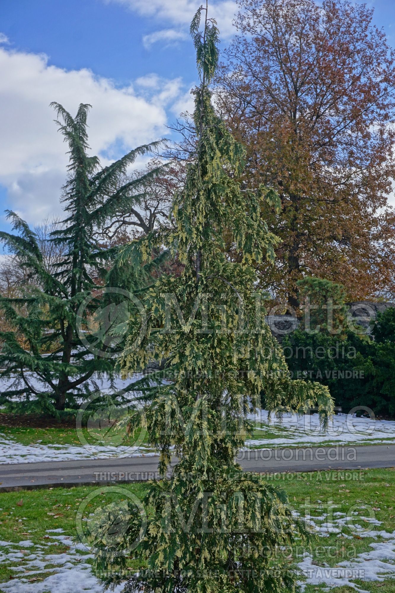 Cupressus Sparkling Arrow (Monterey Cypress conifer) 1