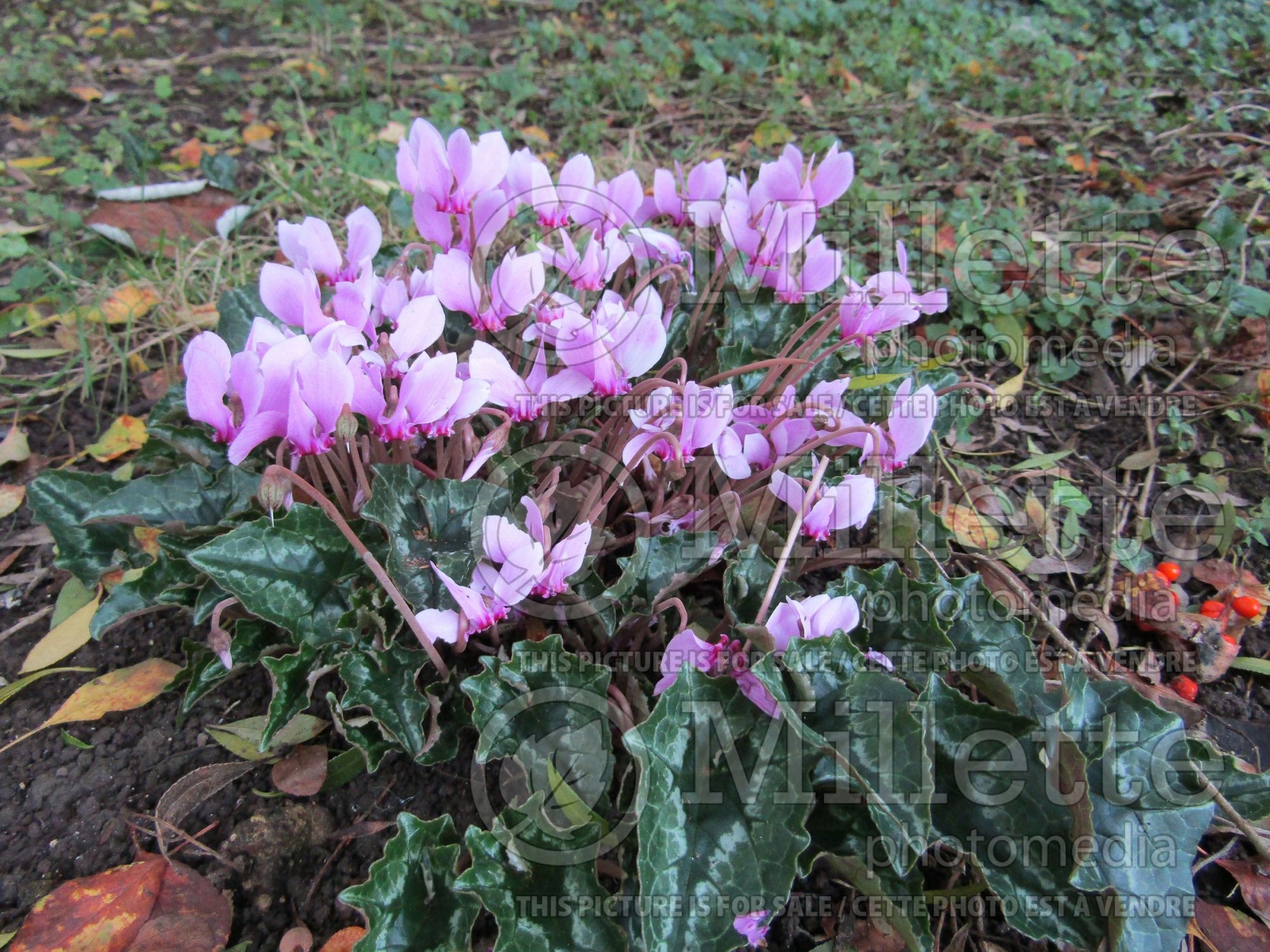 Cyclamen hederifolium (ivy-leaved cyclamen or sowbread) 1