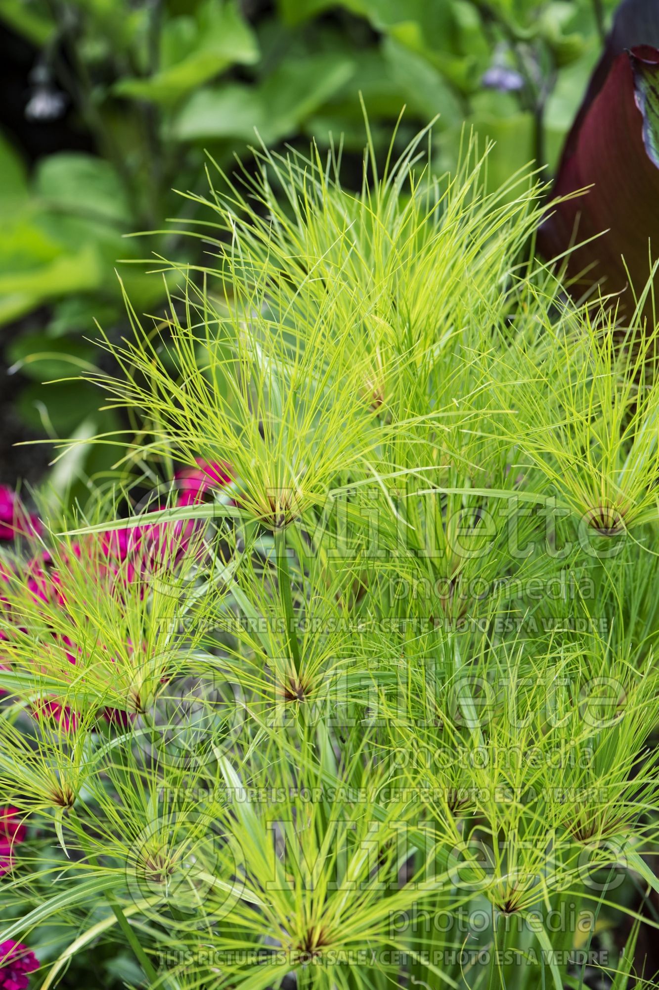 Cyperus Prince Tut (sedge) 2