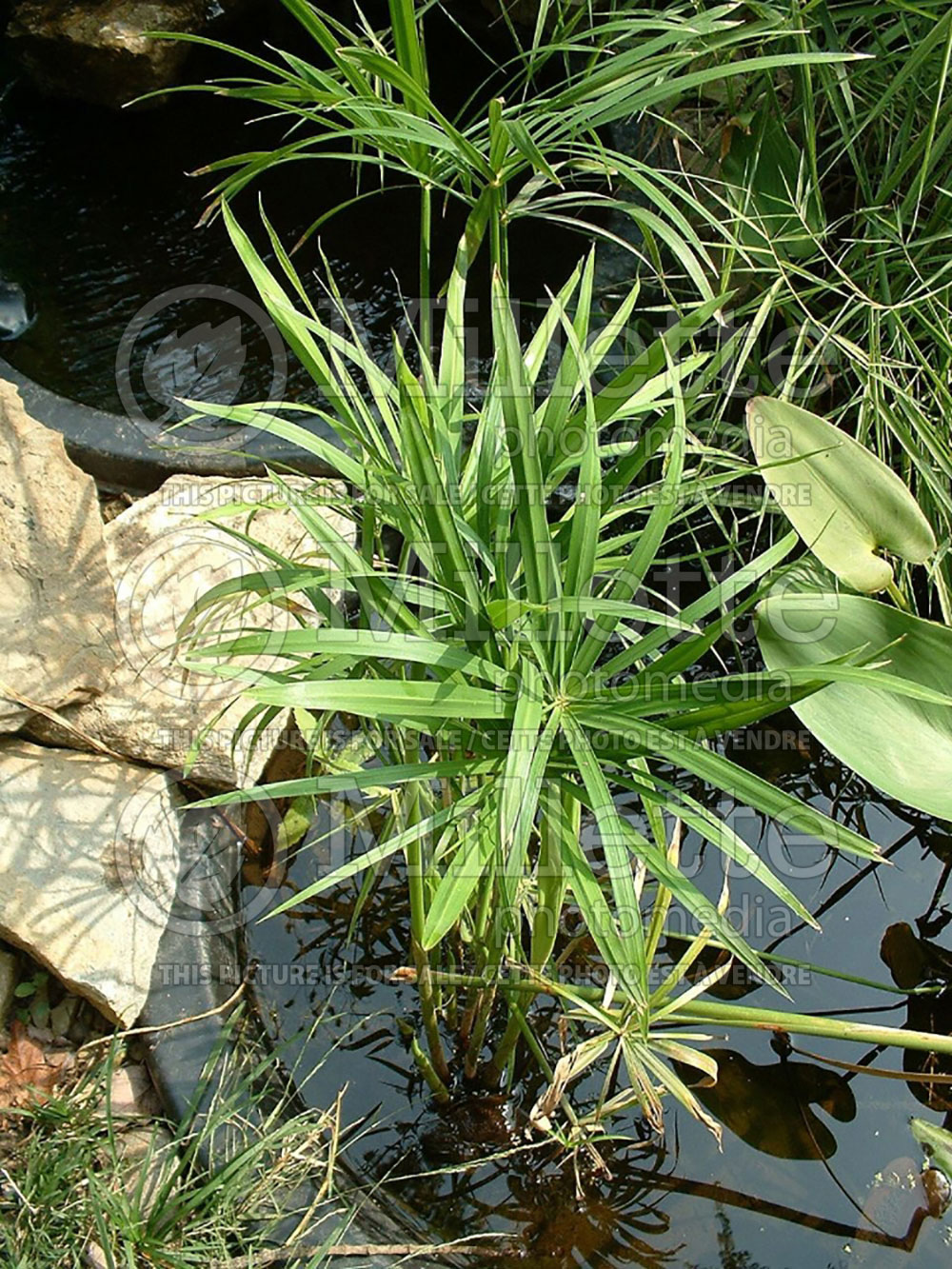 Cyperus Prolifer Dwarf Papyrus 1