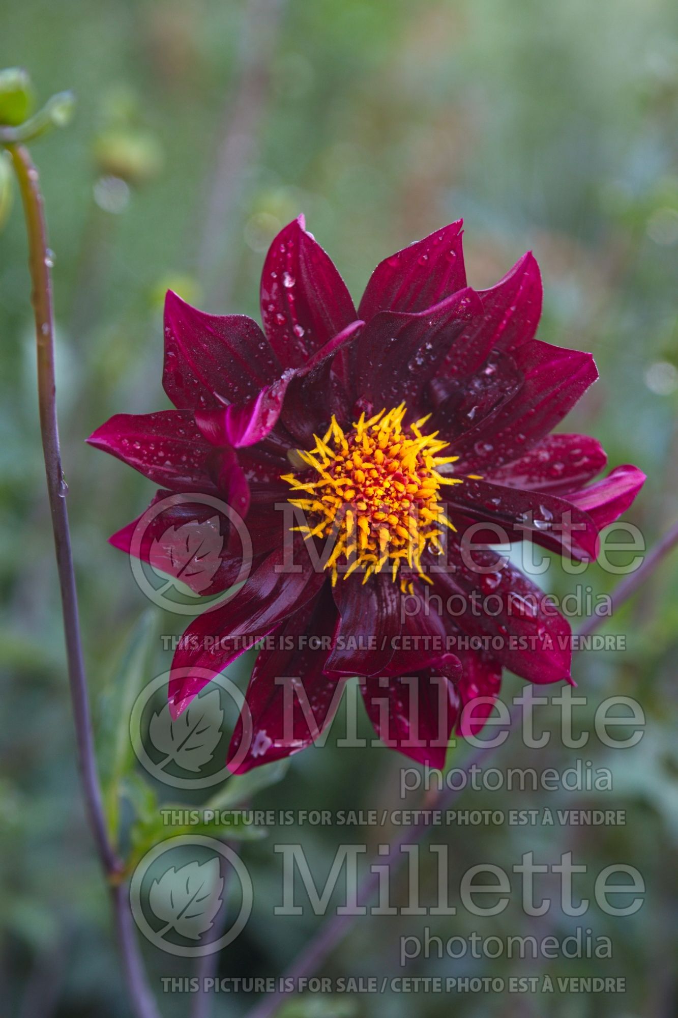 Dahlia Arabian Night (Dahlia) 1