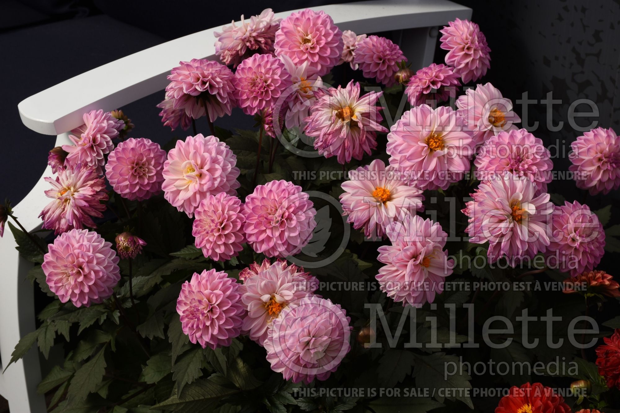 Dahlia City Lights Lavender Pink (Dahlia) 1
