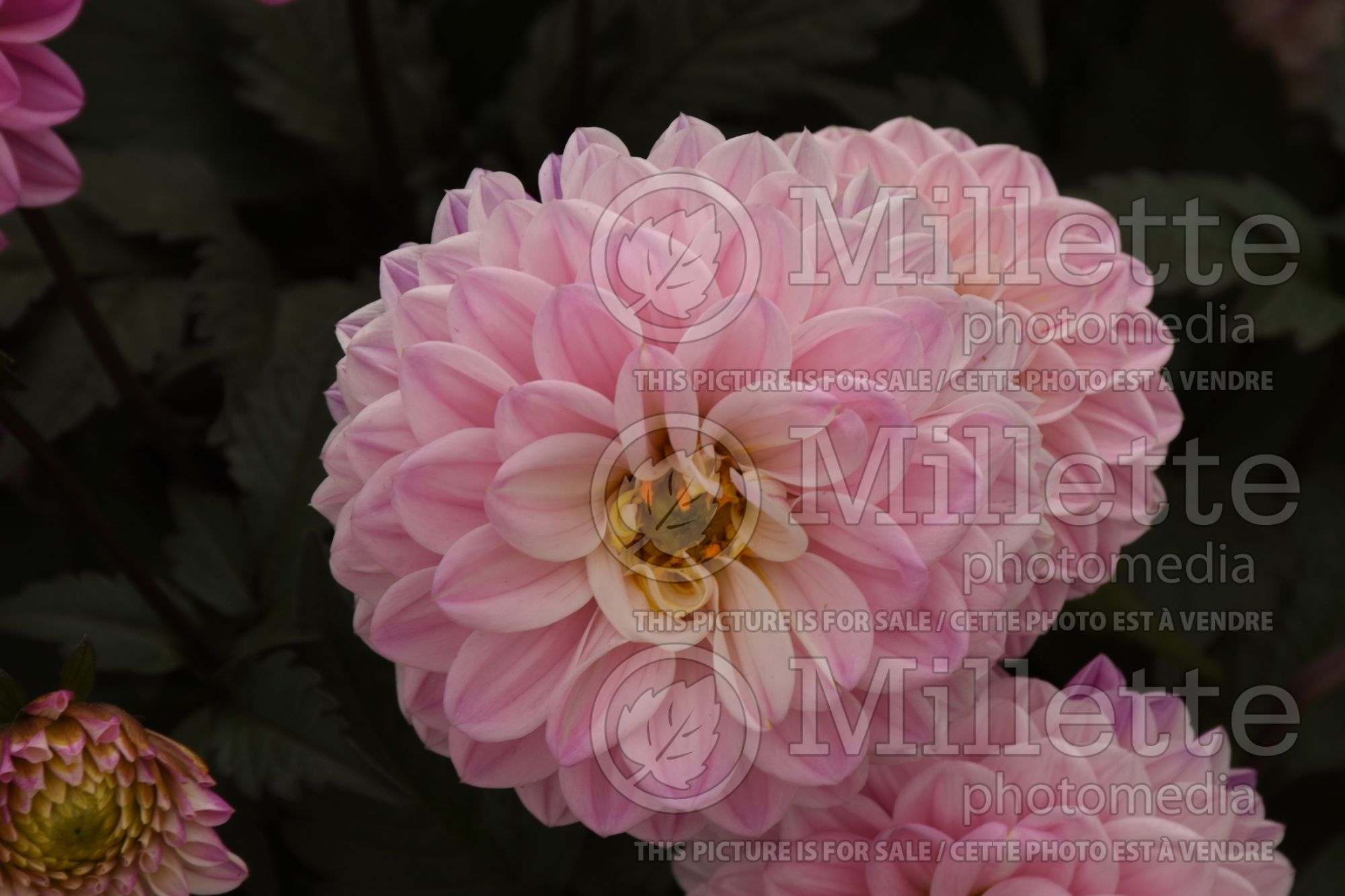 Dahlia City Lights Lavender Pink (Dahlia) 2
