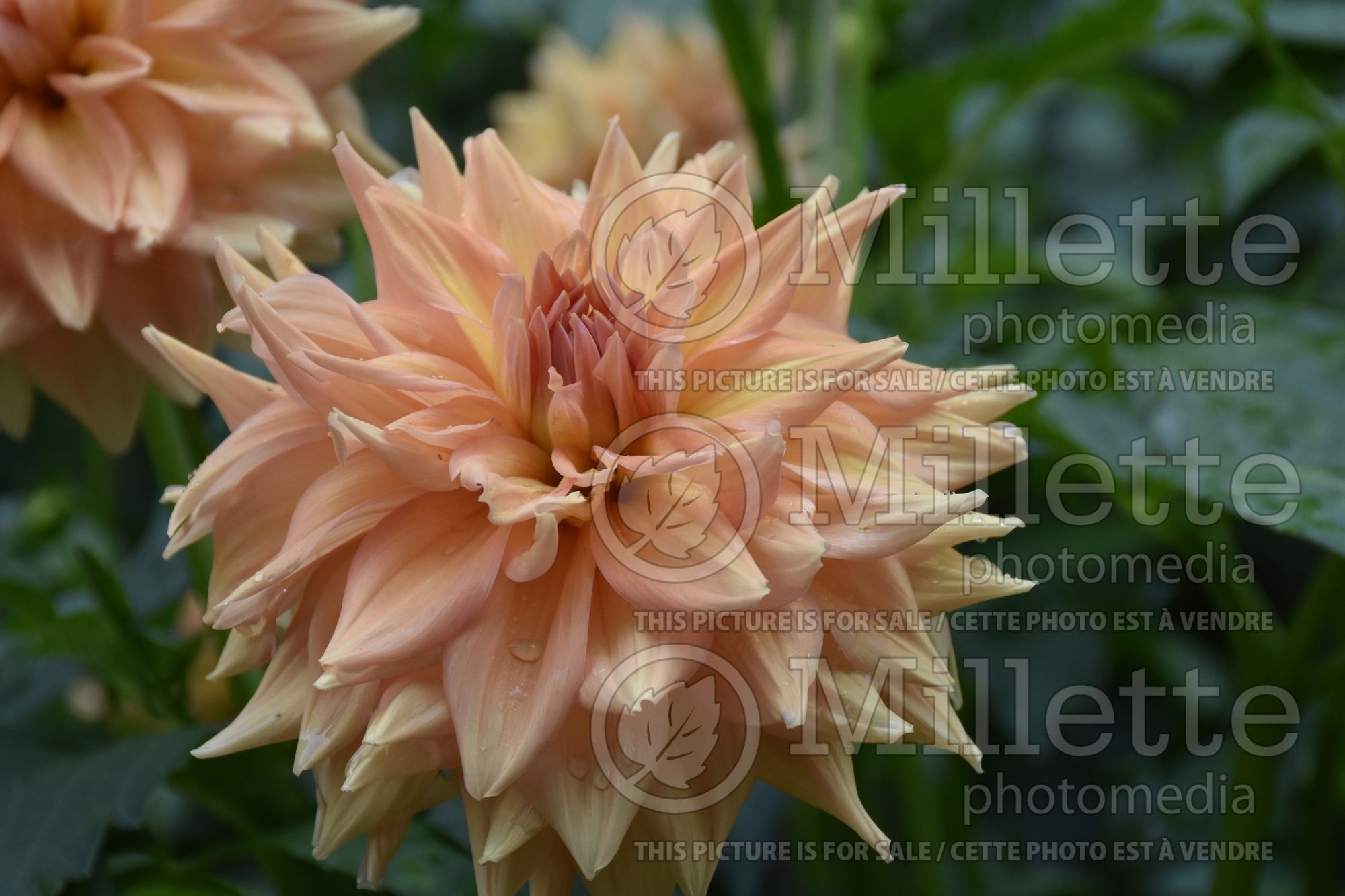 Dahlia Honeymoon (Informal decorative dahlia) 1