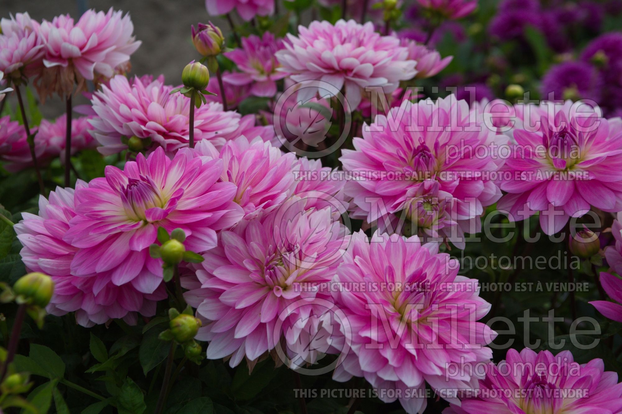 Dahlia Impression Fantastico (colarette dahlia) 1