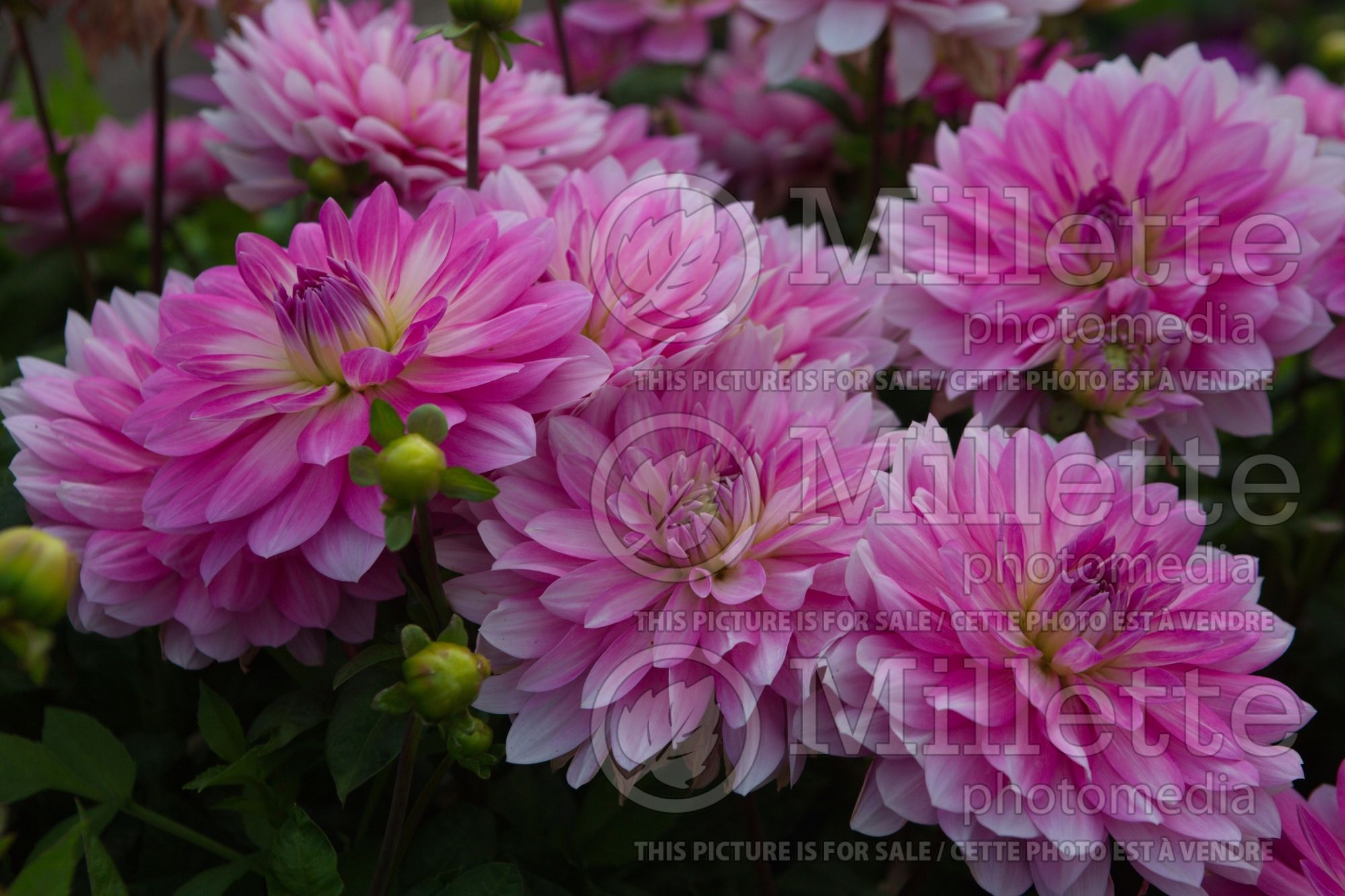 Dahlia Impression Fantastico (colarette dahlia) 2