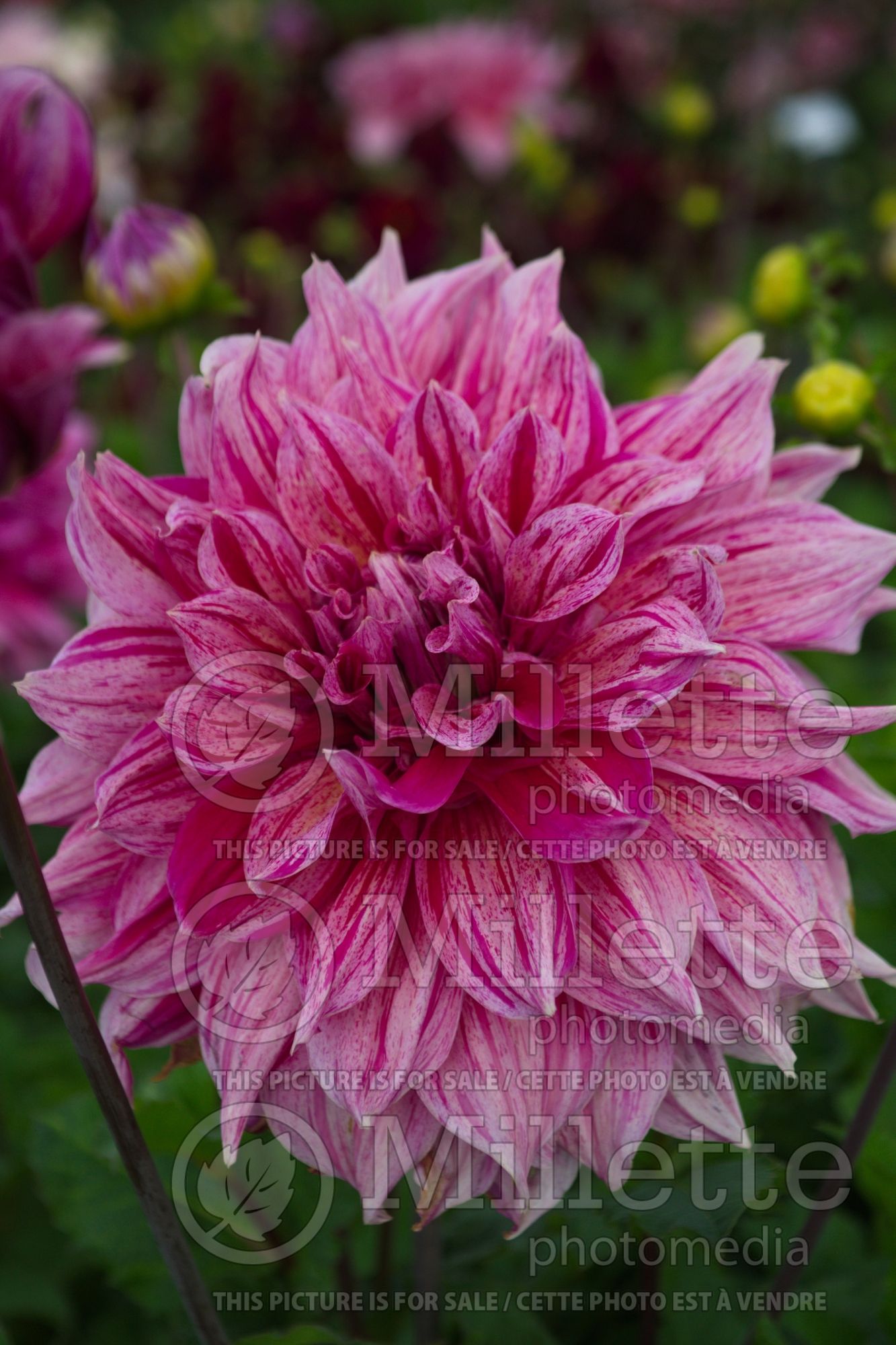 Dahlia Maki (decorative dahlia) 1