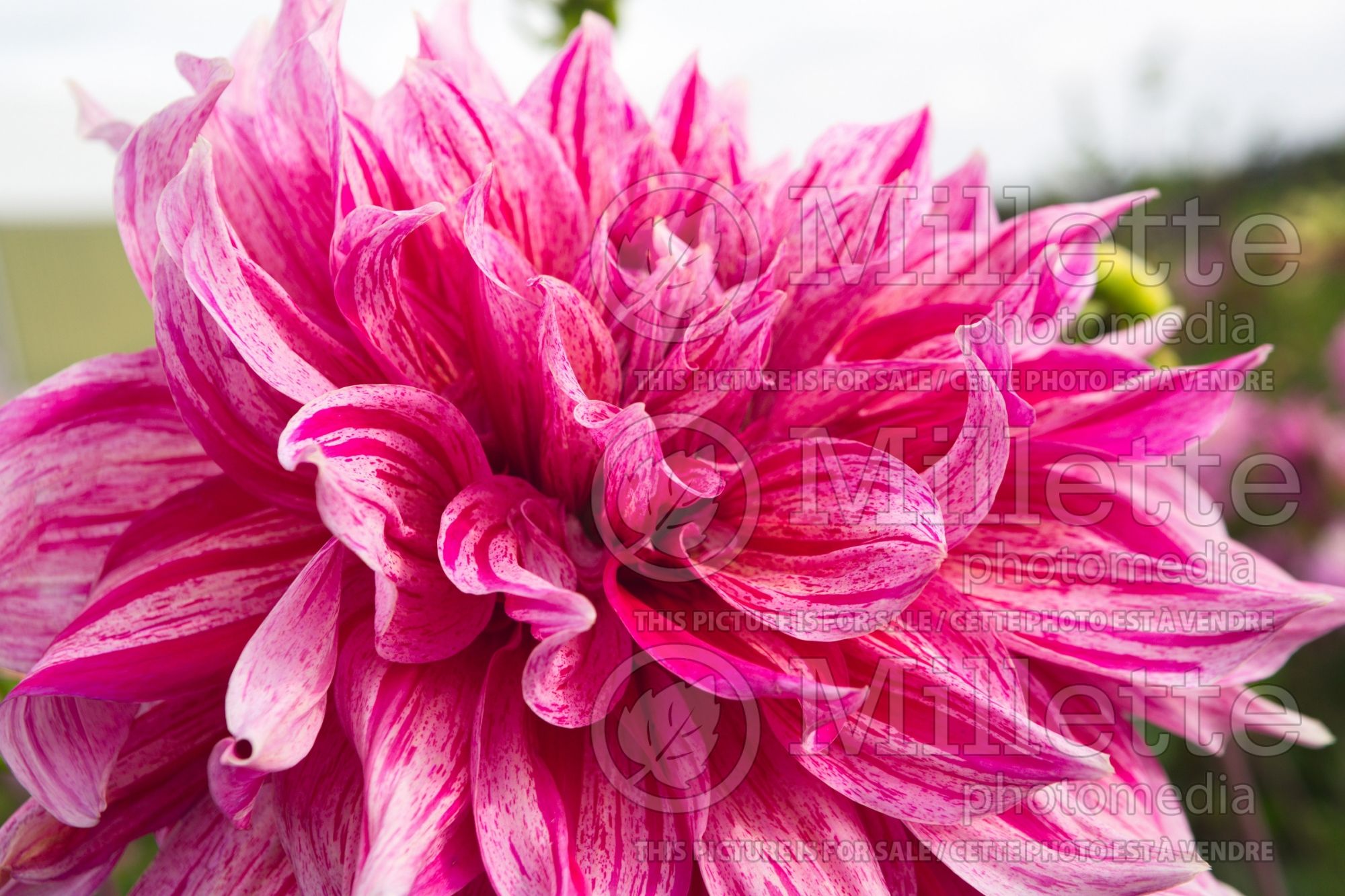 Dahlia Maki (decorative dahlia) 2