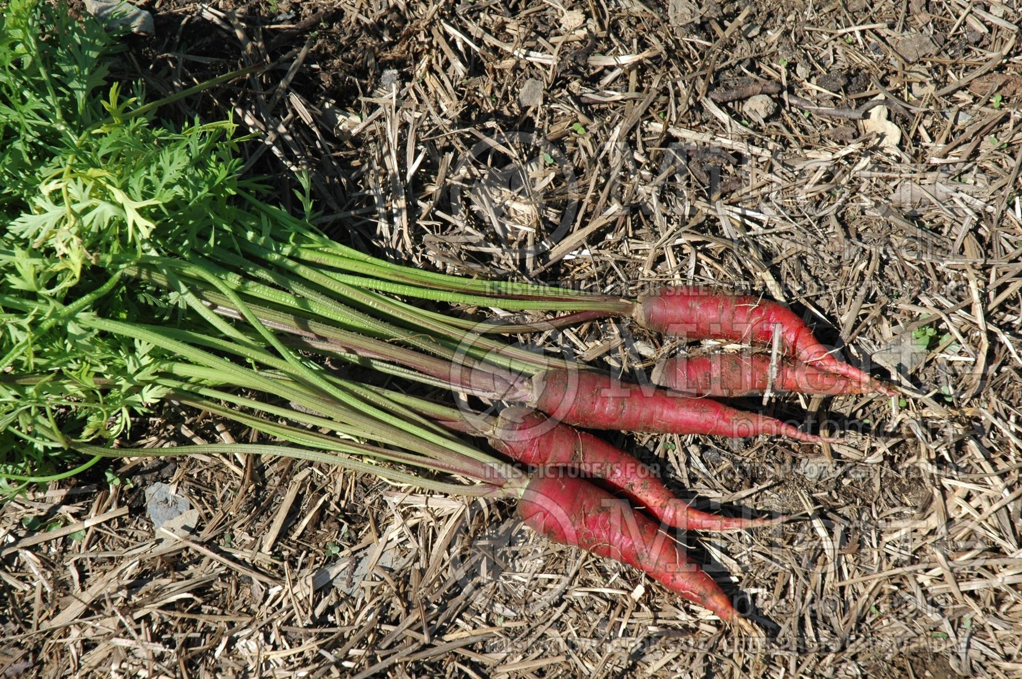 Daucus Purple Dragon (carrot vegetable) 1