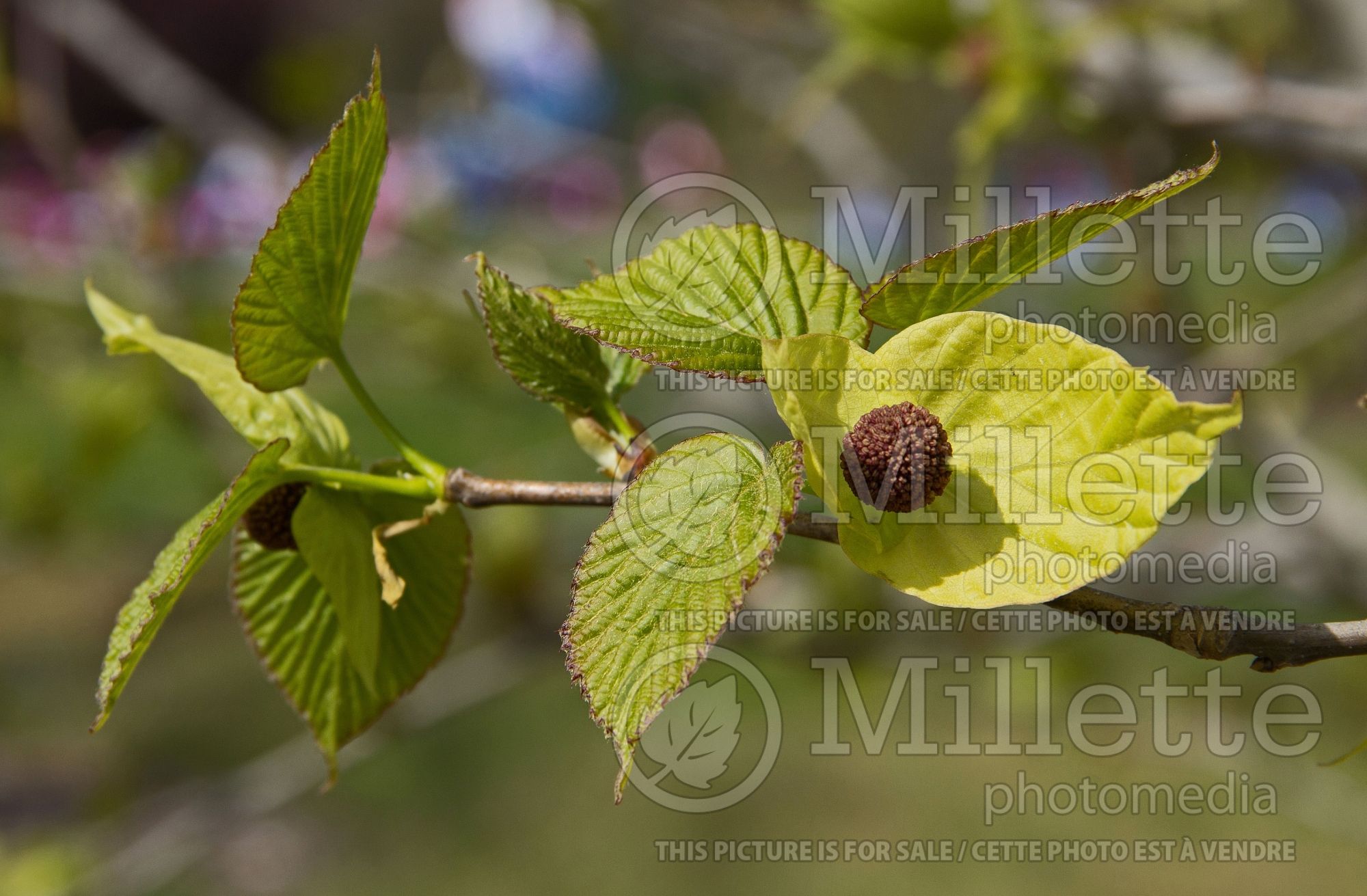 Davidia involucrata (dove tree) 2