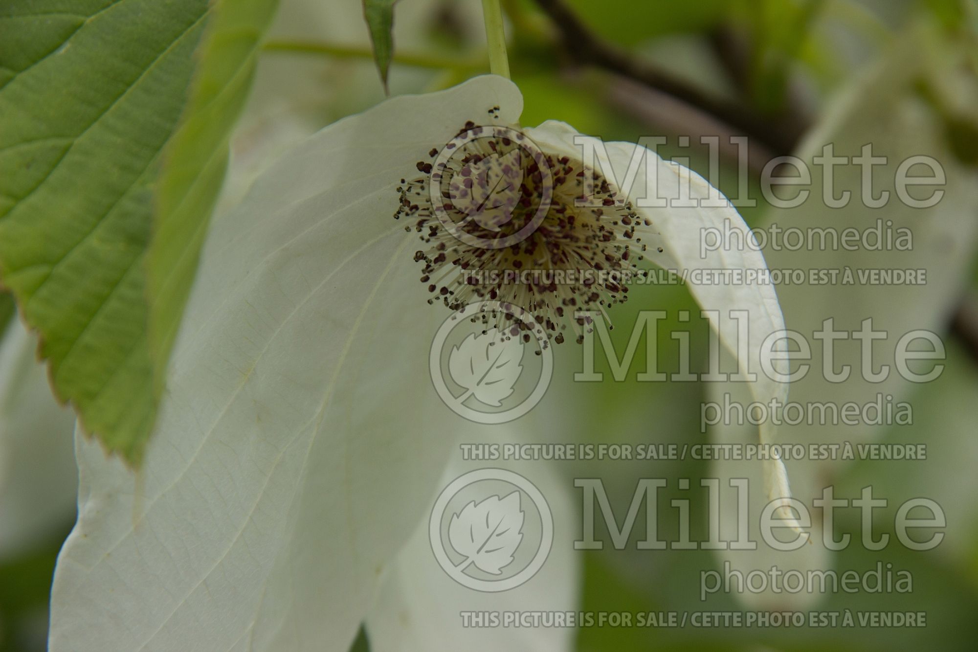 Davidia involucrata (dove tree) 3