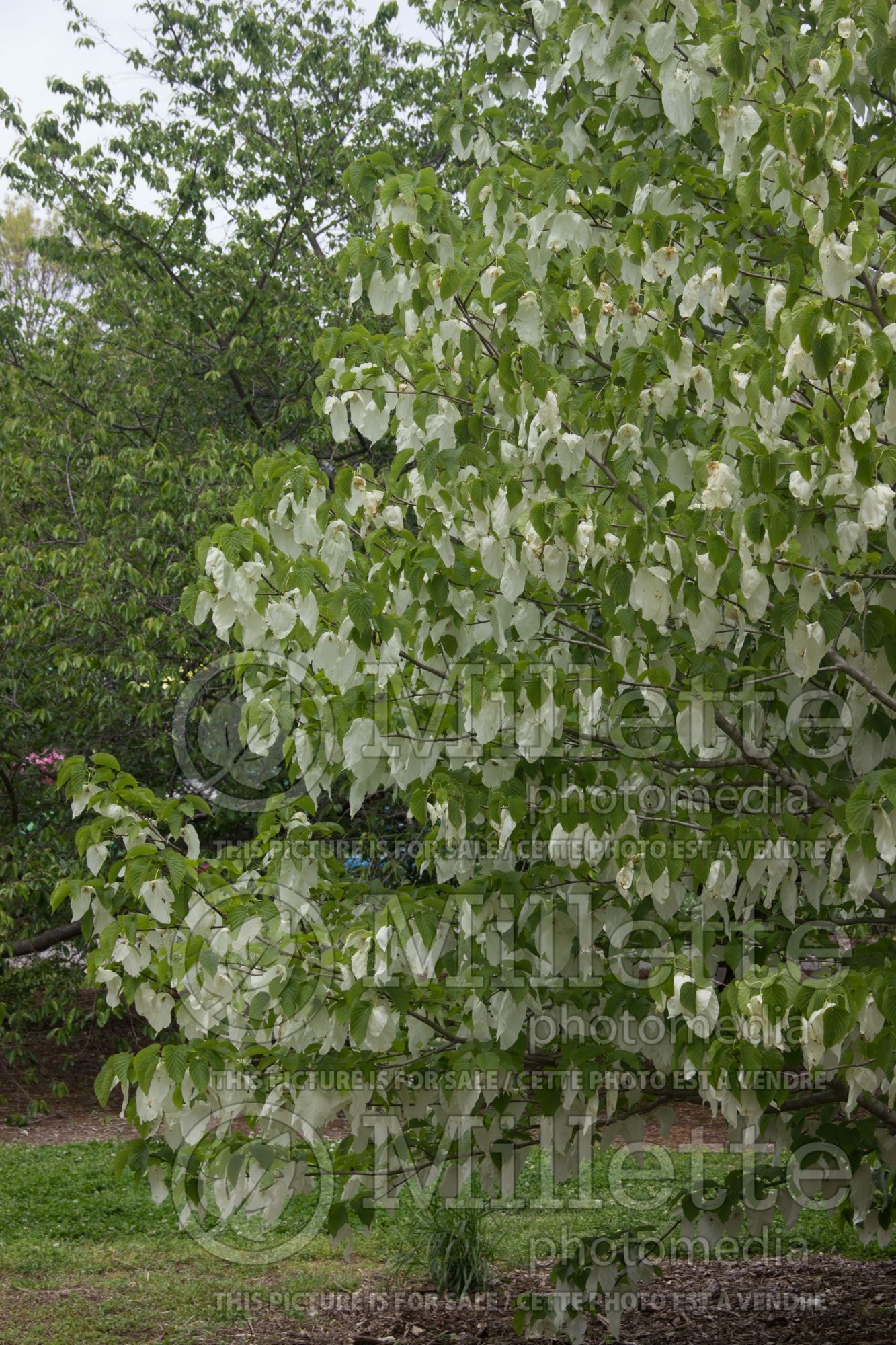 Davidia involucrata (dove tree) 4