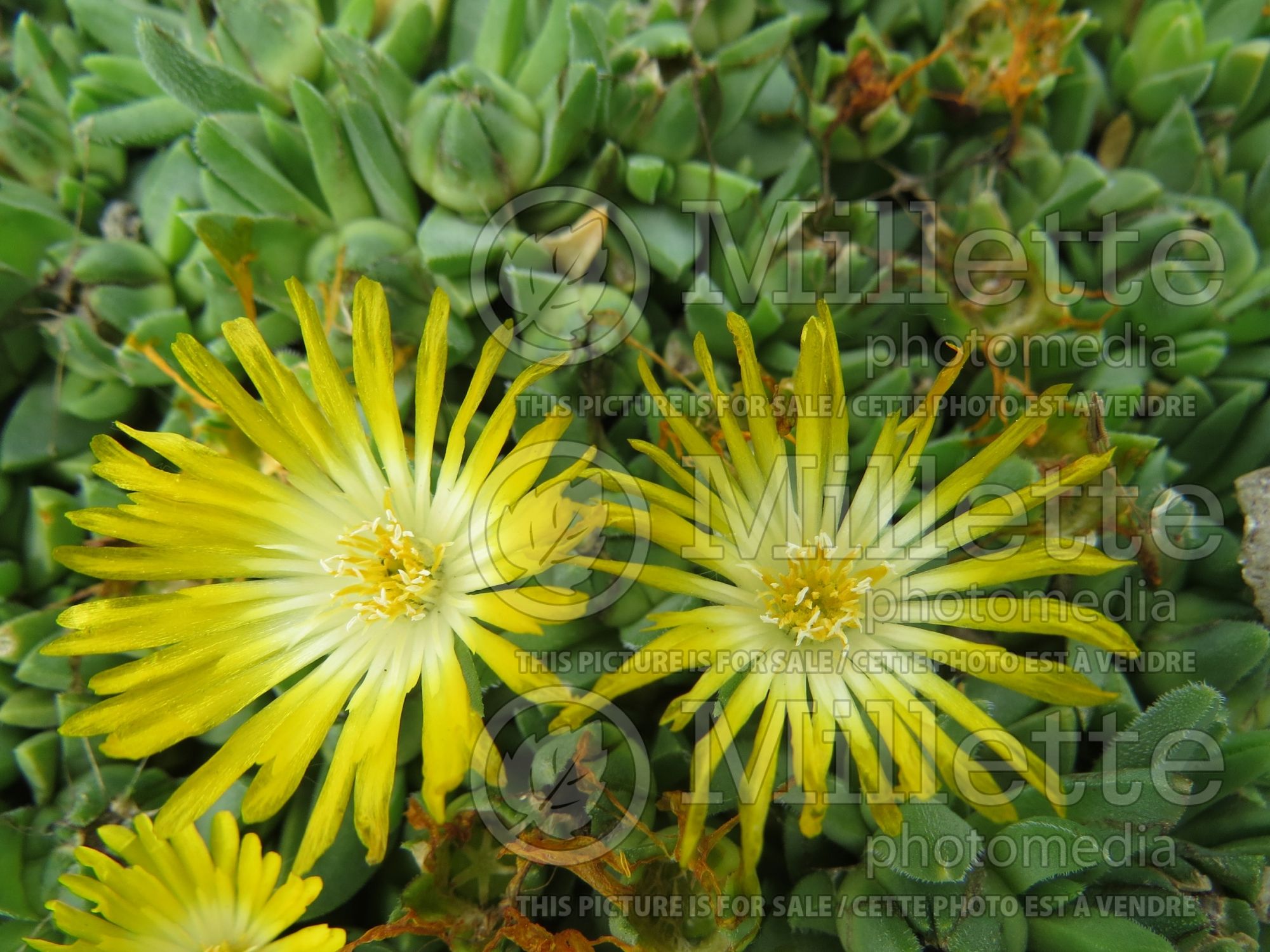 Delosperma Gold Nugget (Iceplant) 6