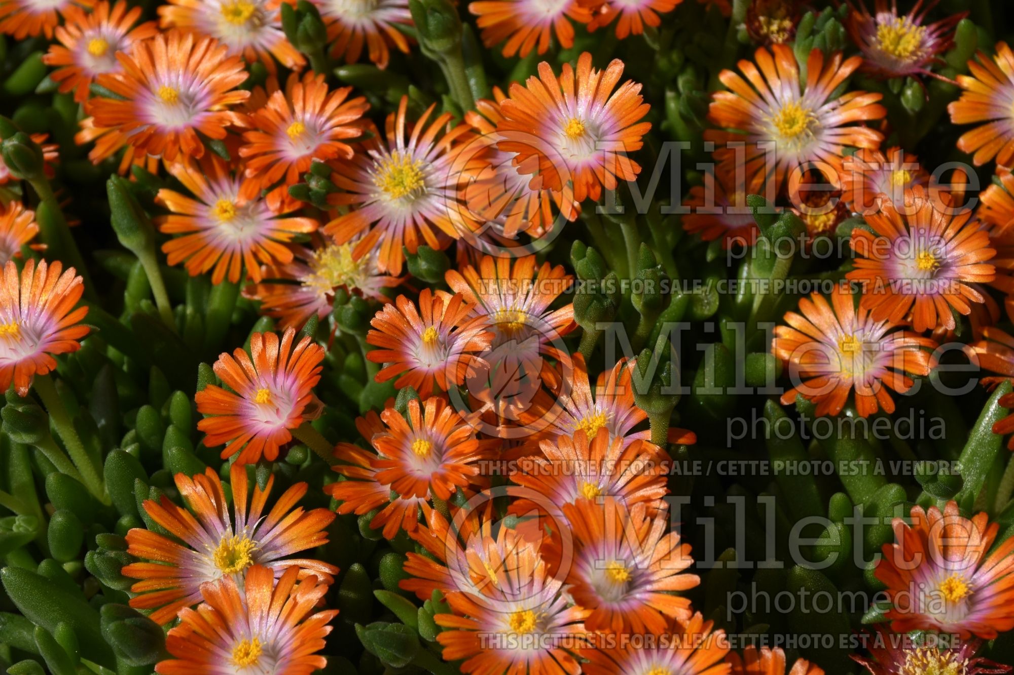 Delosperma Rock Crystal Orange (Ice plant) 1