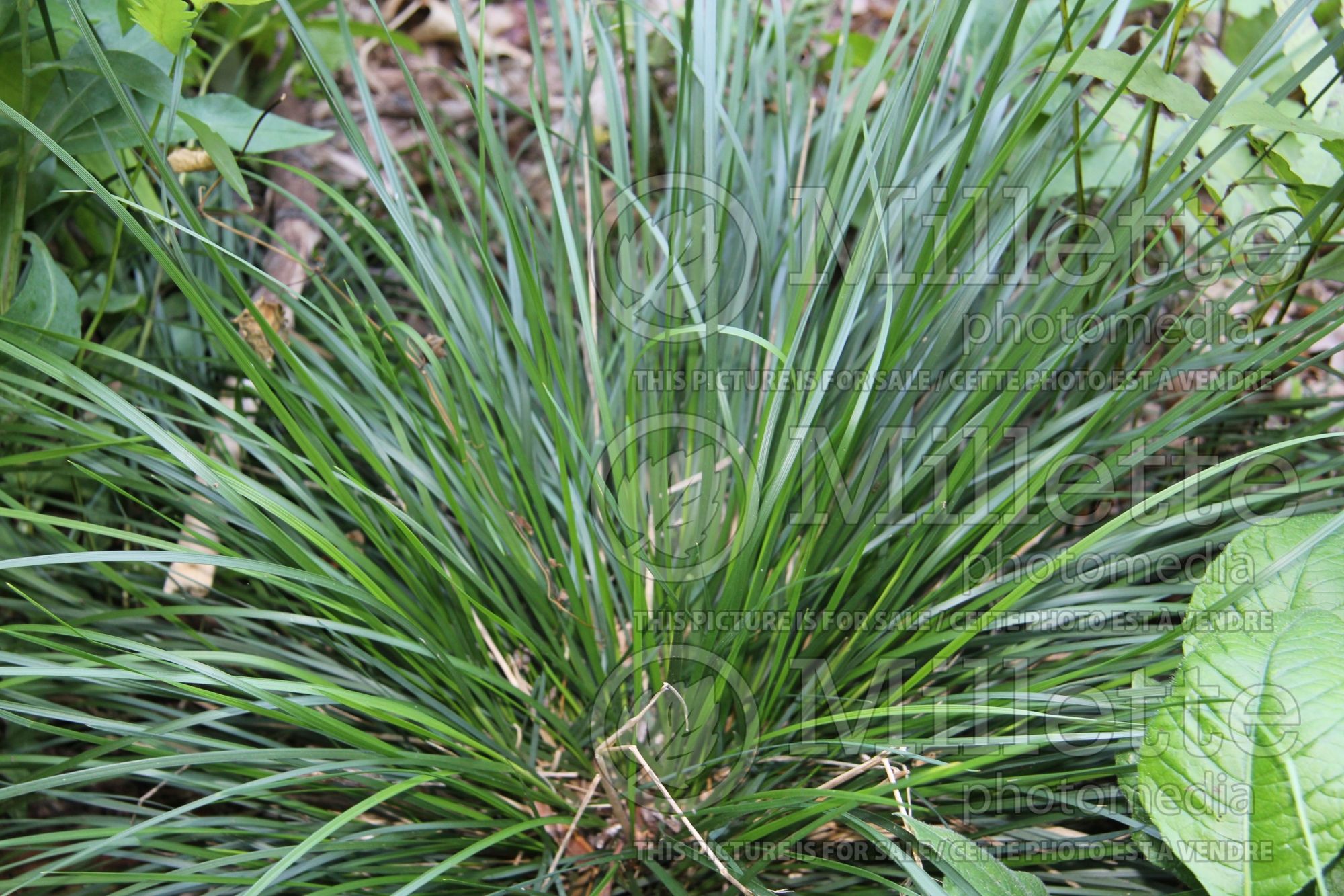 Deschampsia cespitosa (Tufted Hair-grass or Tussock grass) 6