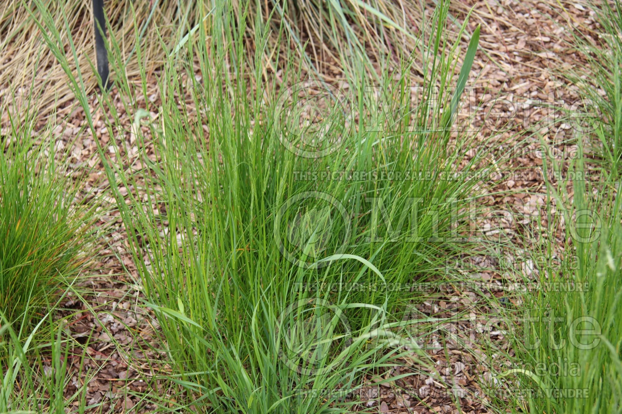 Deschampsia cespitosa (Tufted Hair-grass or Tussock grass) 7
