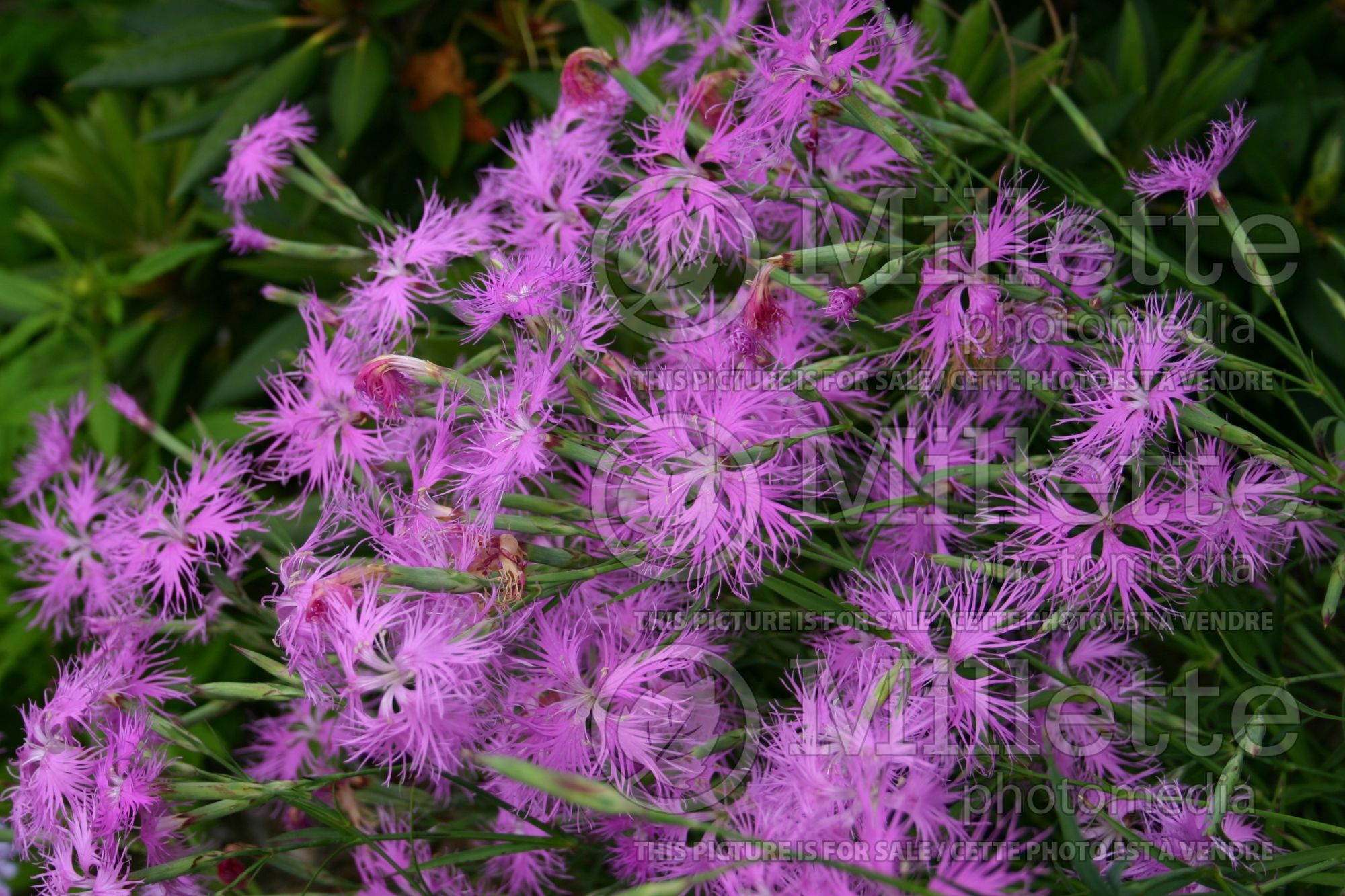 Dianthus superbus longicalycinus (Pink) 1