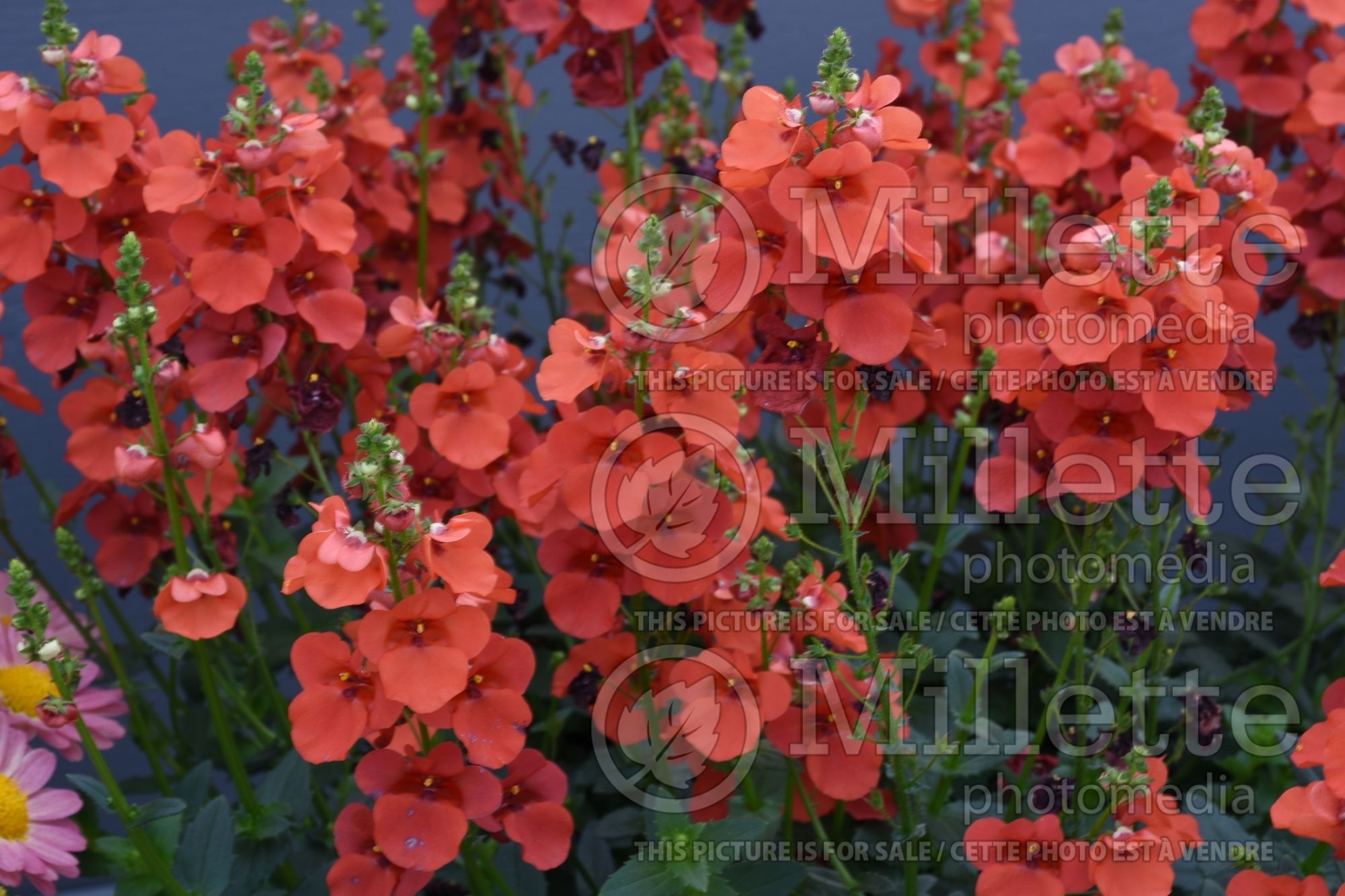 Diascia Trinity Sunset (twinspur) 1
