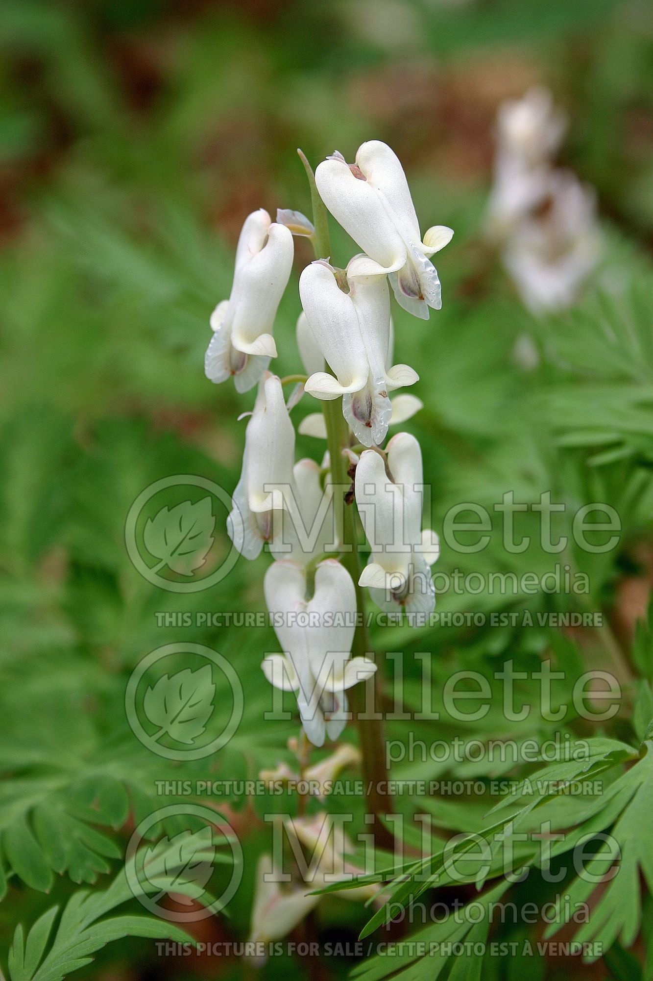 Dicentra canadensis (Bleeding heart squirrel corn) 2