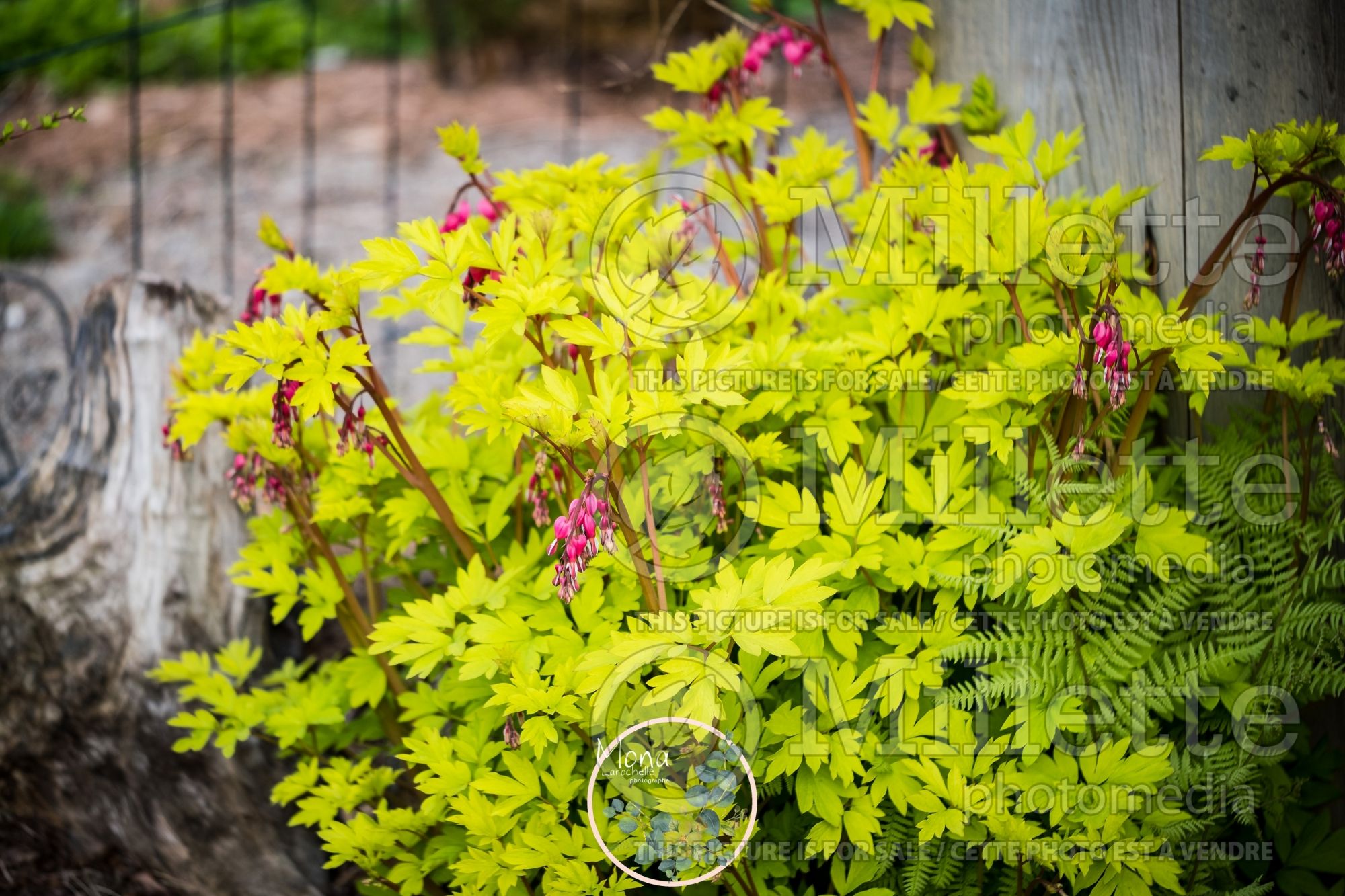 Lamprocapnos aka Dicentra spectabilis Gold Heart (Bleeding heart) 6