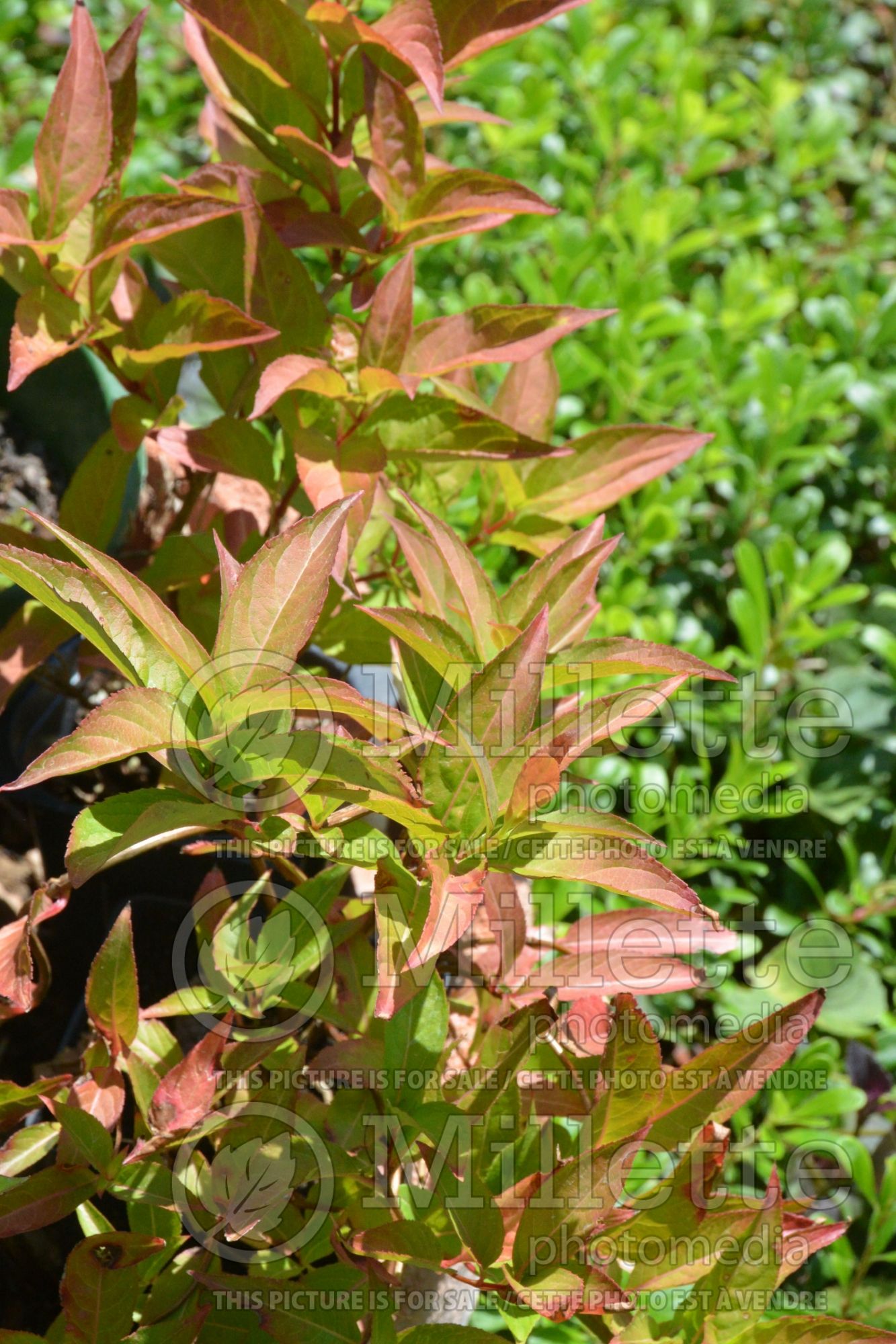 Diervilla Kodiak Orange (Bush Honeysuckle) 4