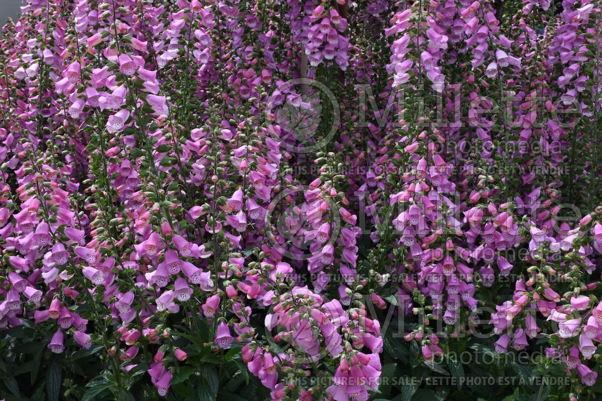 Digitalis Pink Panther (Foxgloves) 1
