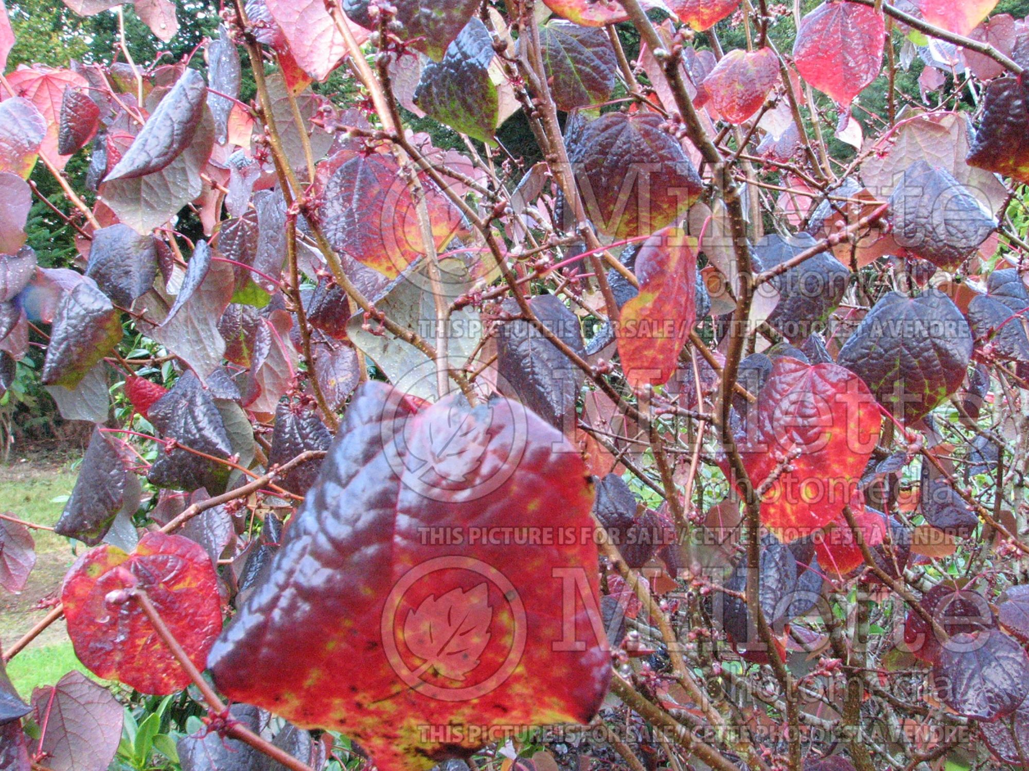 Disanthus cercidifolius – autumn (disanthus) 5