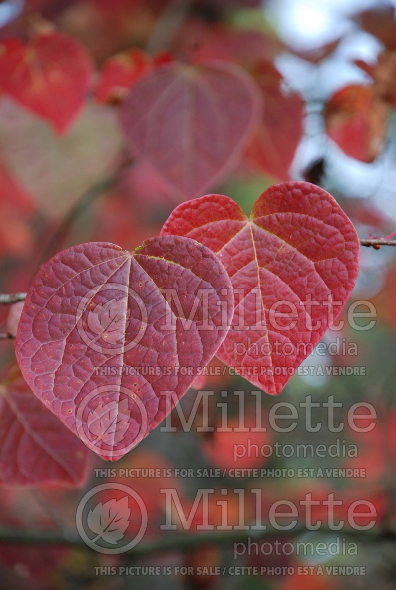 Disanthus cercidifolius (disanthus) 6